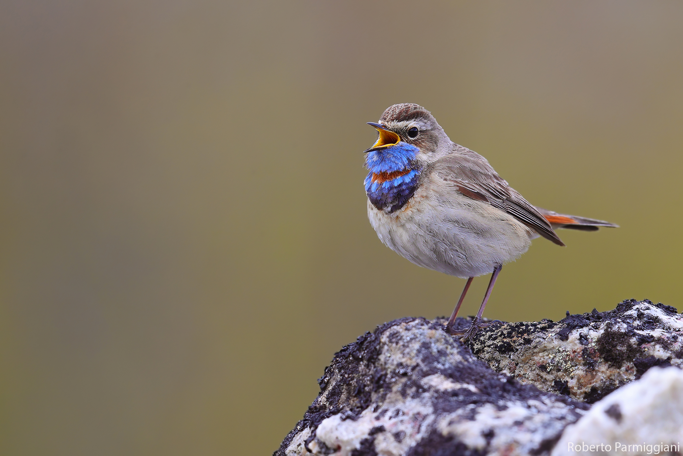 Bluethroat