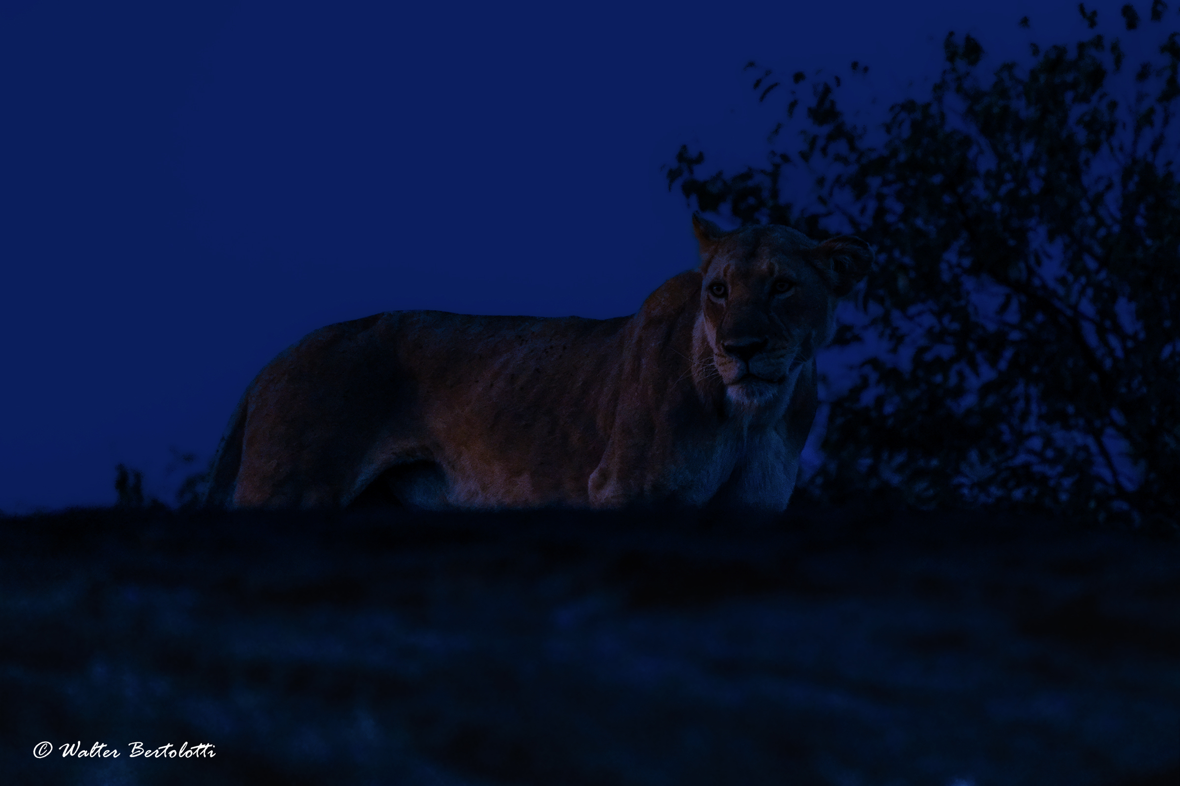 il crepuscolo è la loro ora