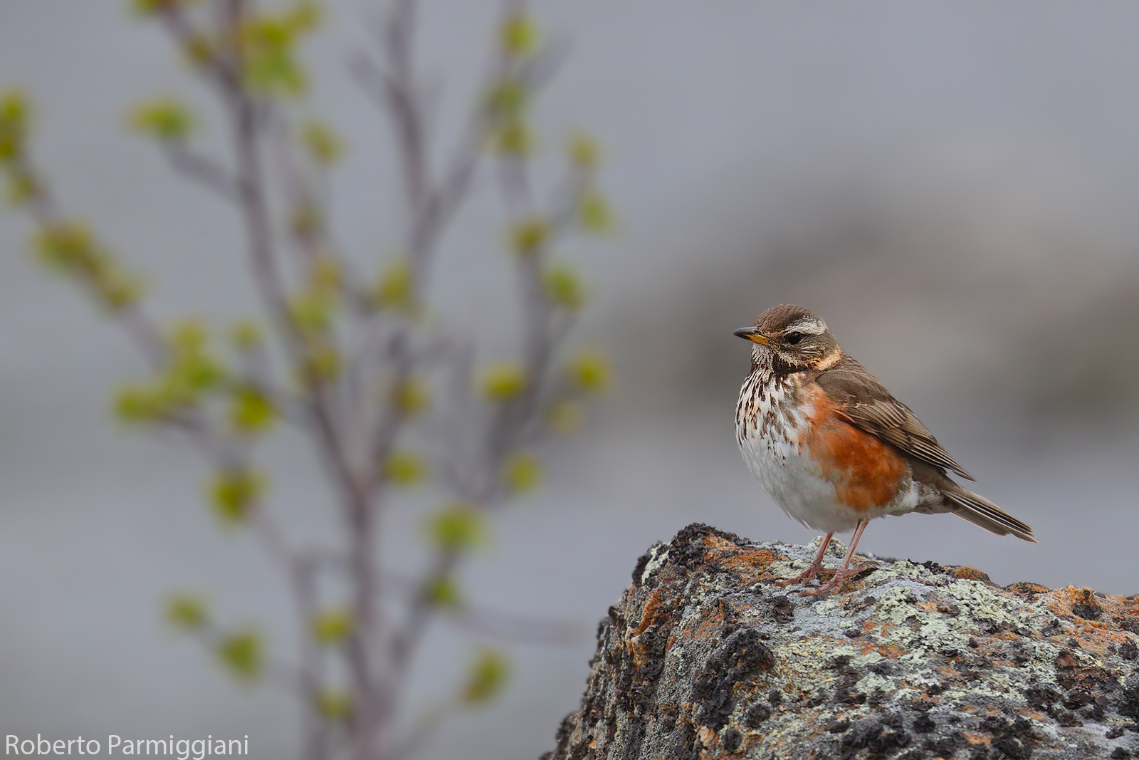 Composizione con tordo sassello