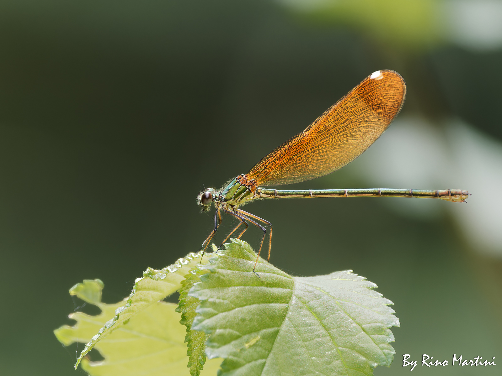 Splendente Culviola (Calopteryx haemorrhoidalis)