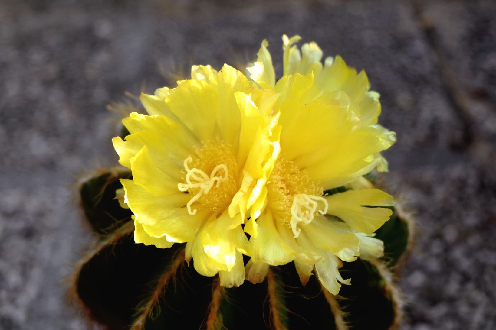 Il Cactus di Daniela