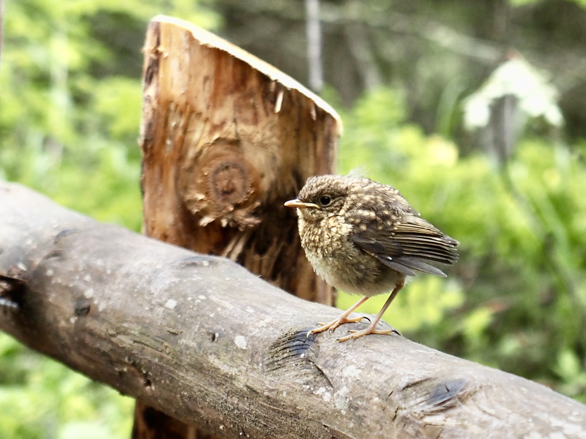 A little friend.
