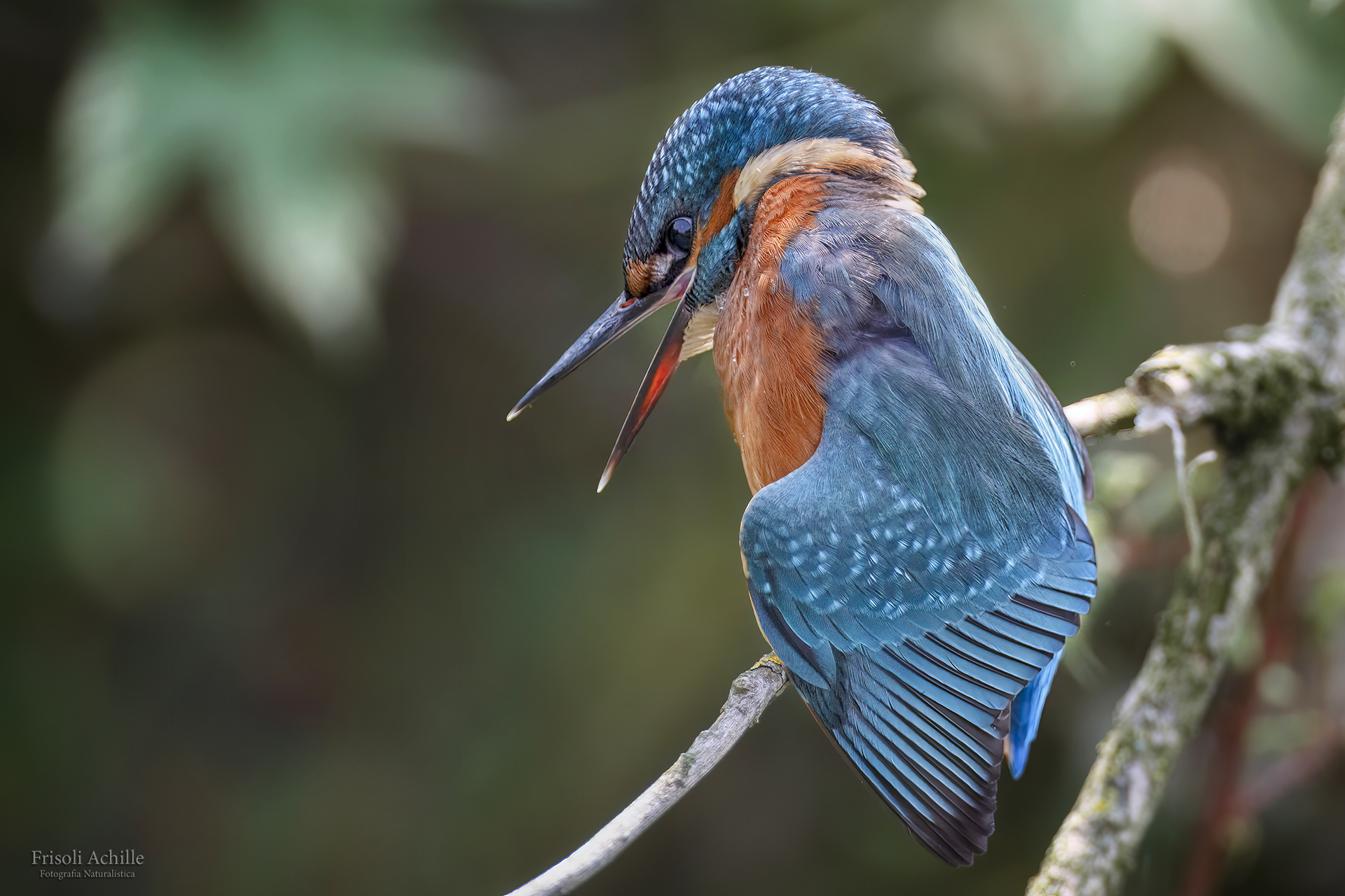 Kingfisher
