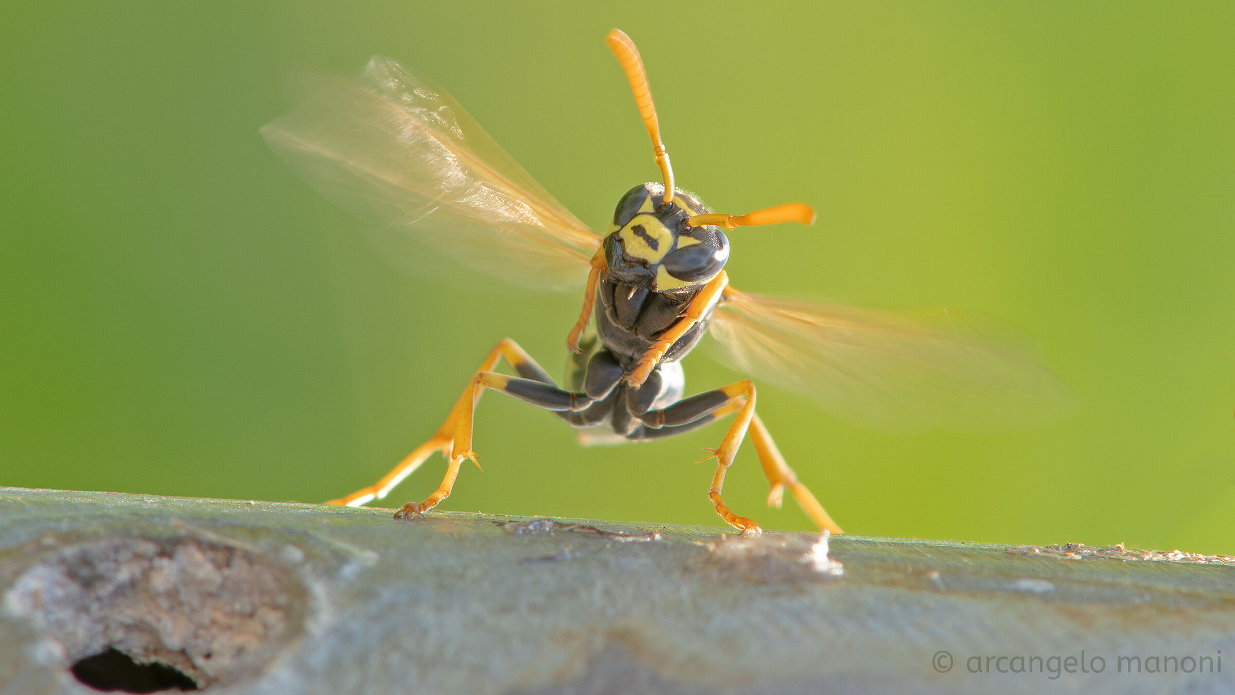 Air conditioning for the wasp