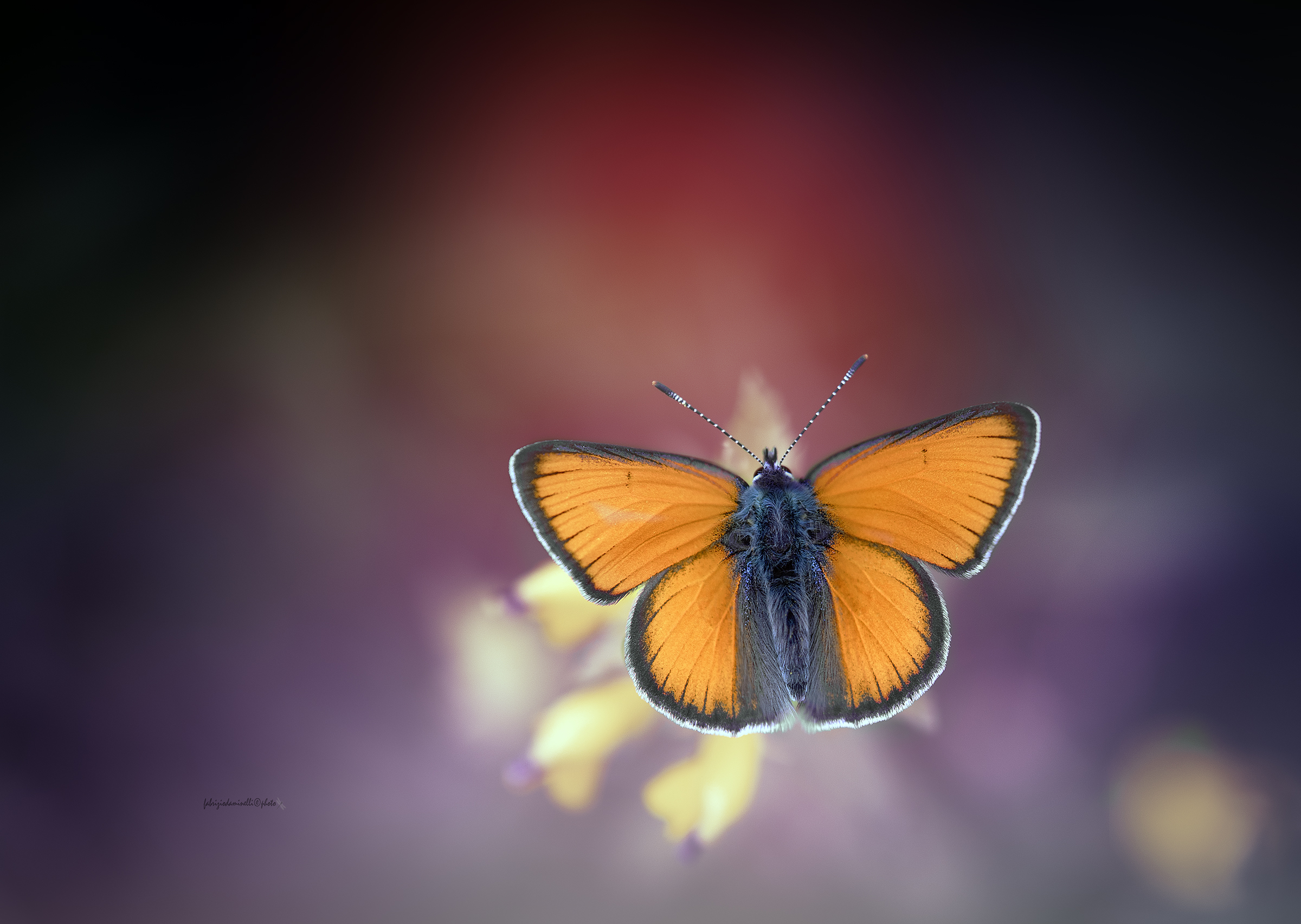 Lycaena hippothoe eurydame - male