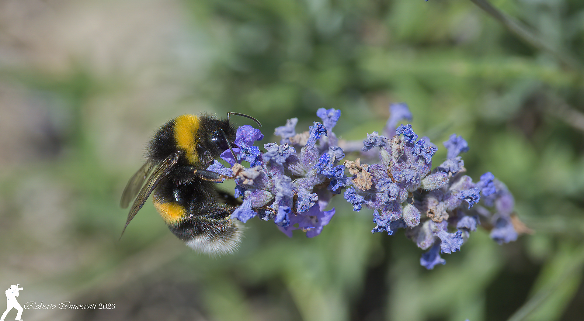 Bumblebee and Lavender