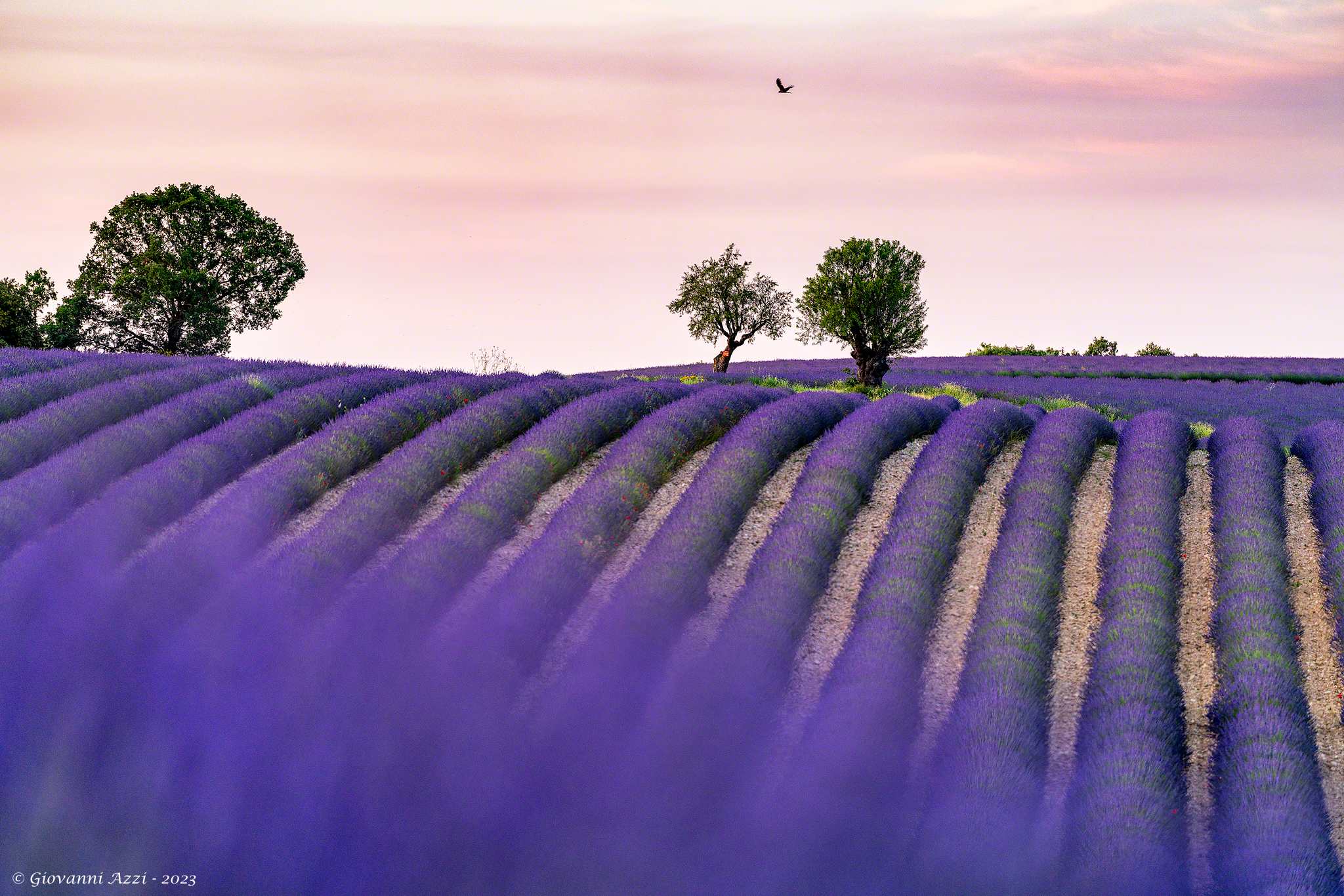 Aspettando l'alba immerso nella lavanda