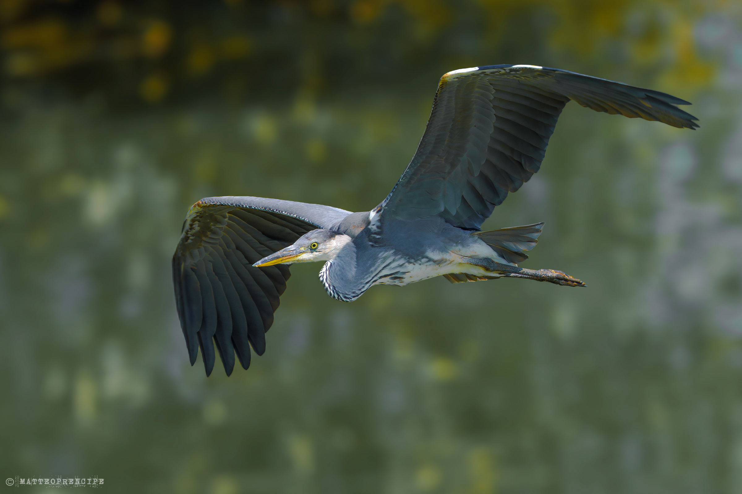 Grey heron