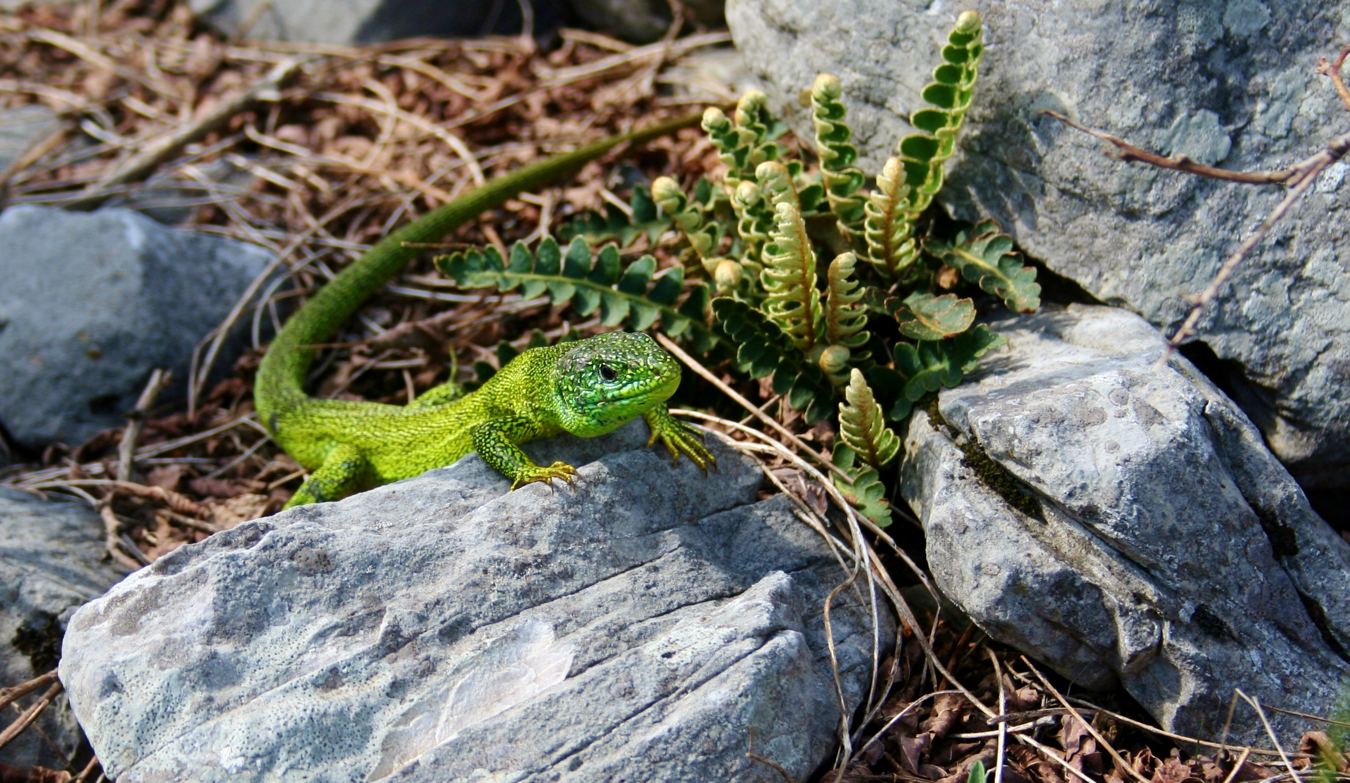 Green lizard