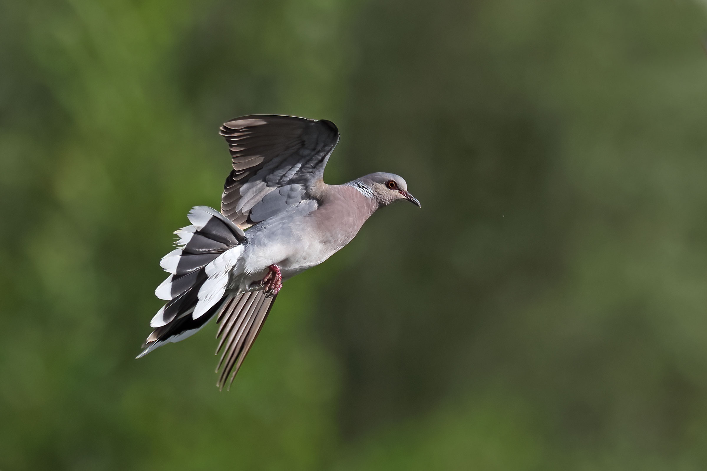 Run away! Wild dove