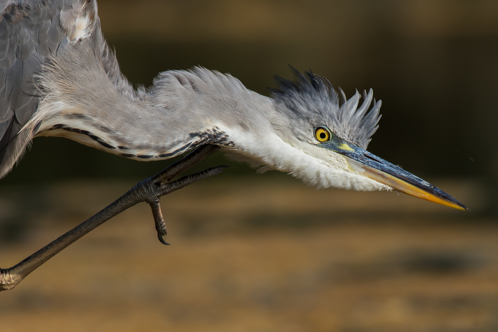 Airone cenerino (la grattatina)