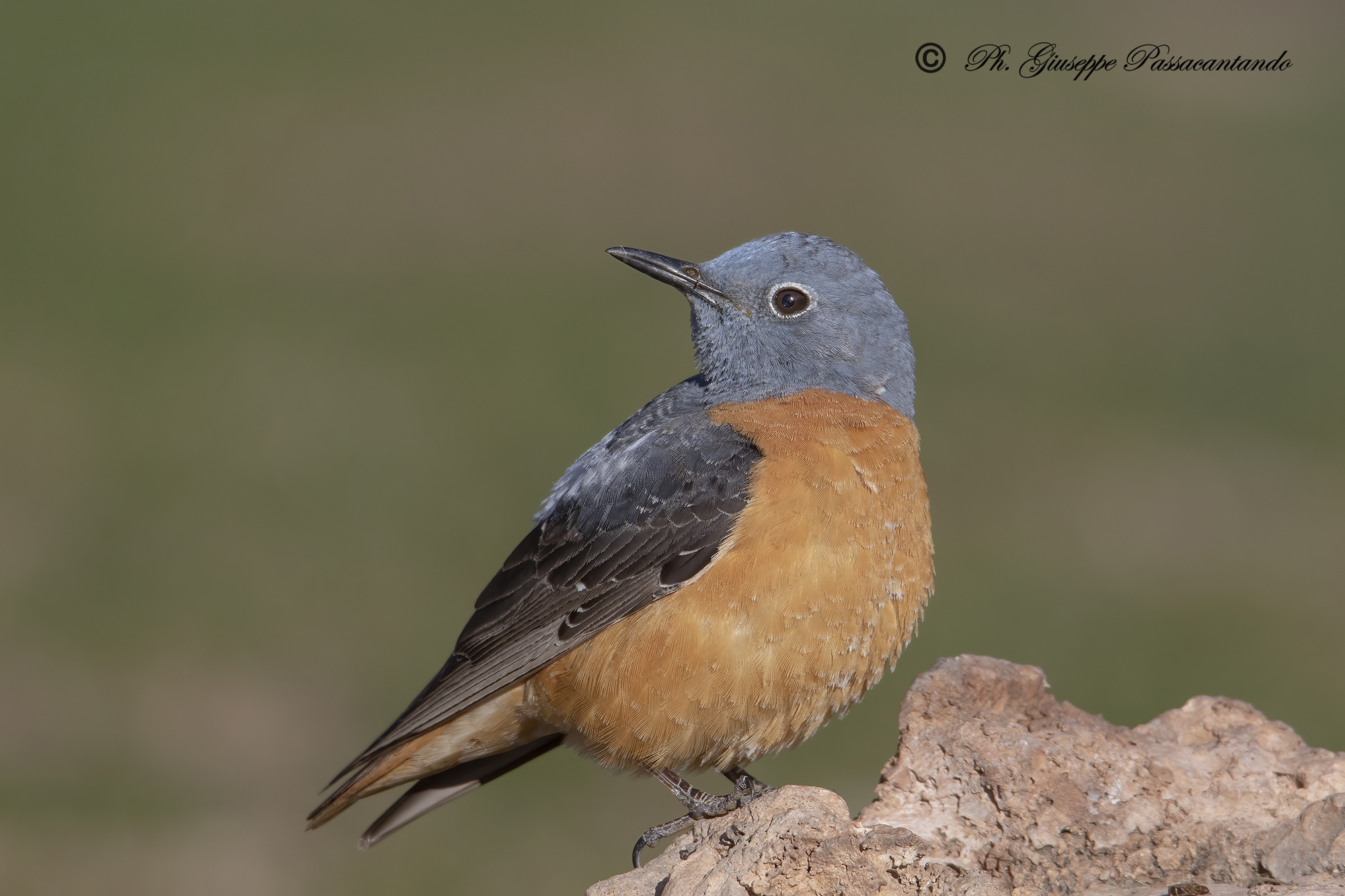 Male redstart the first of 2023 13/04/2023