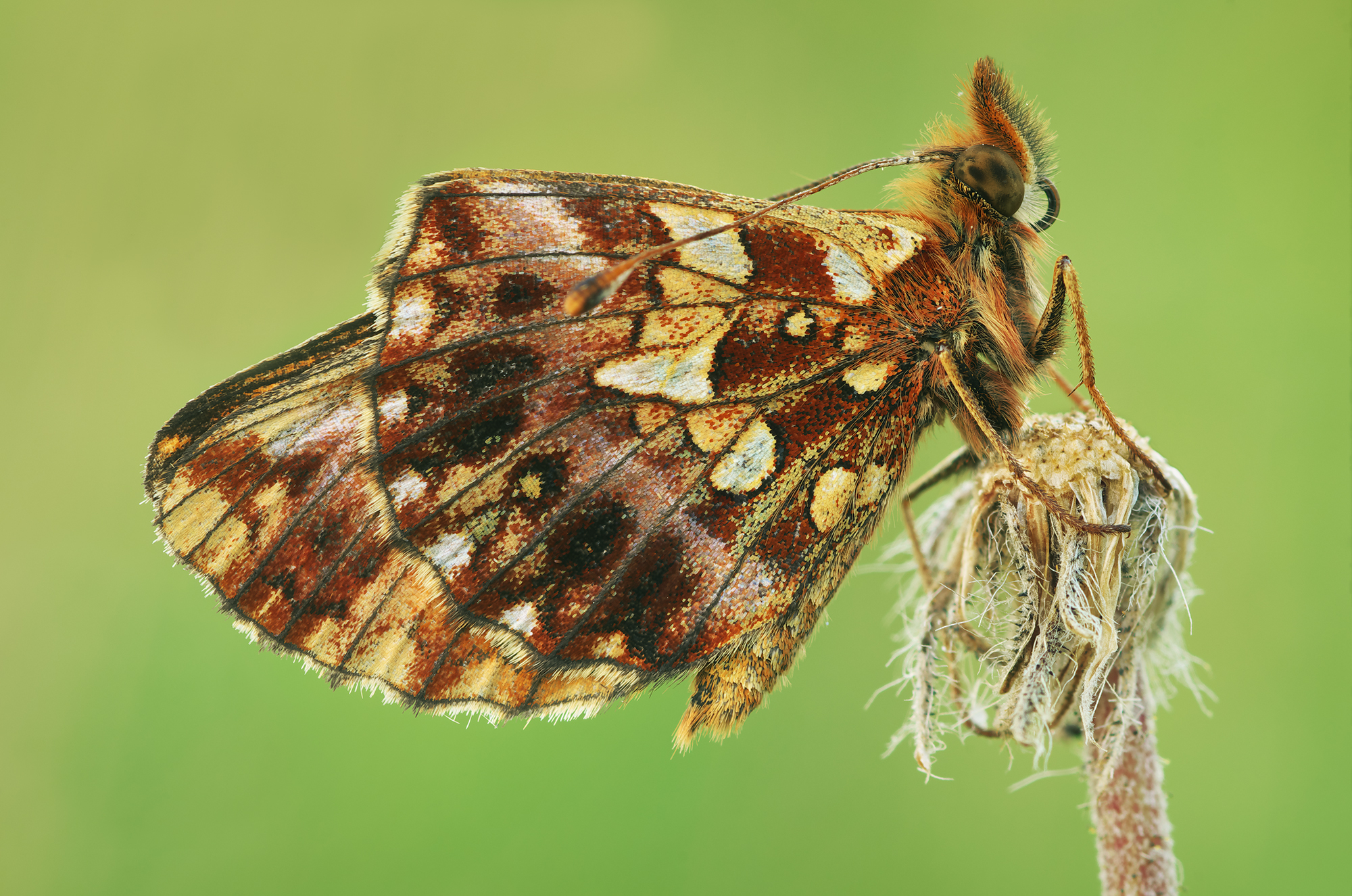 Boloria dia