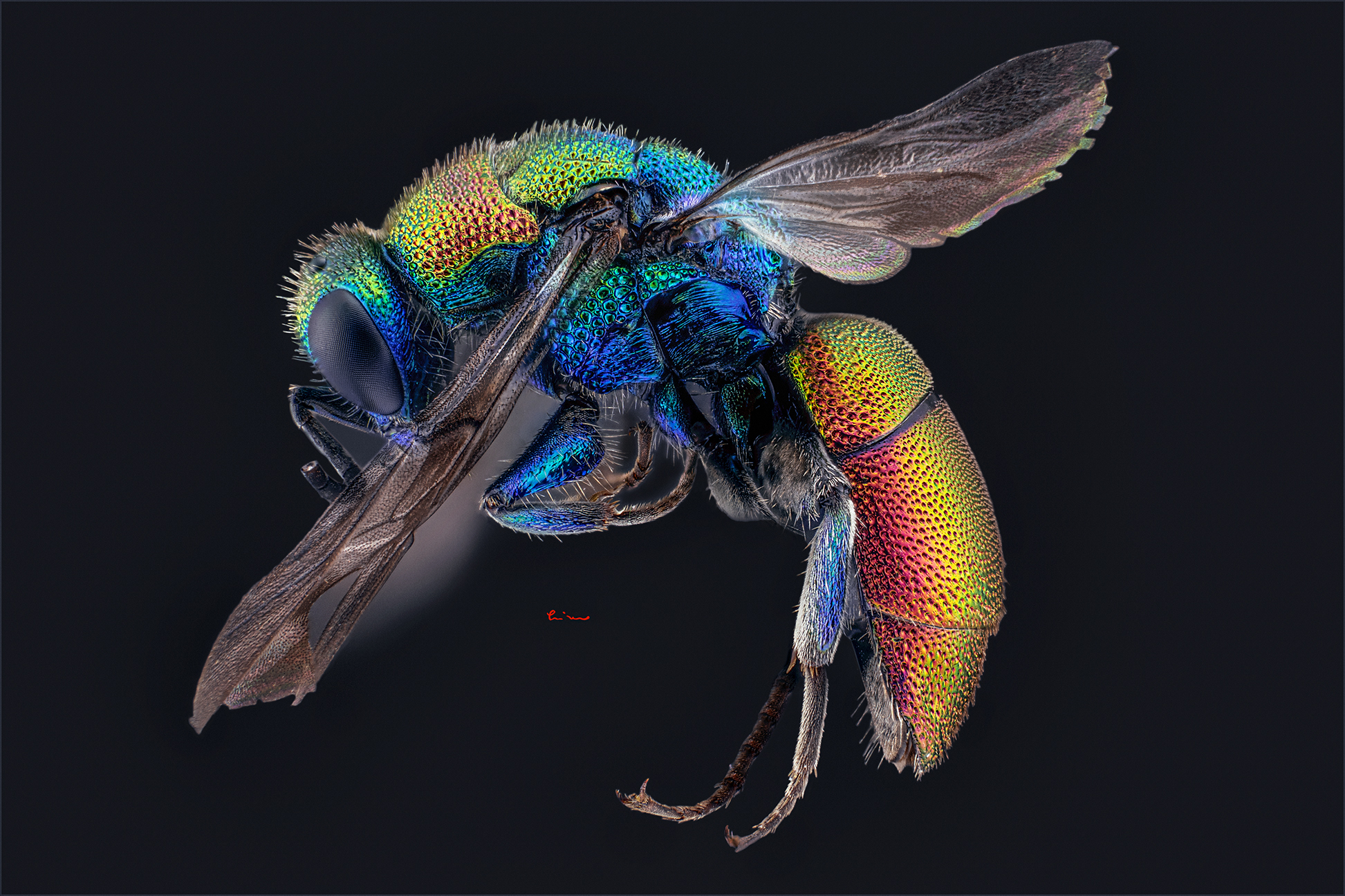 Crisidae