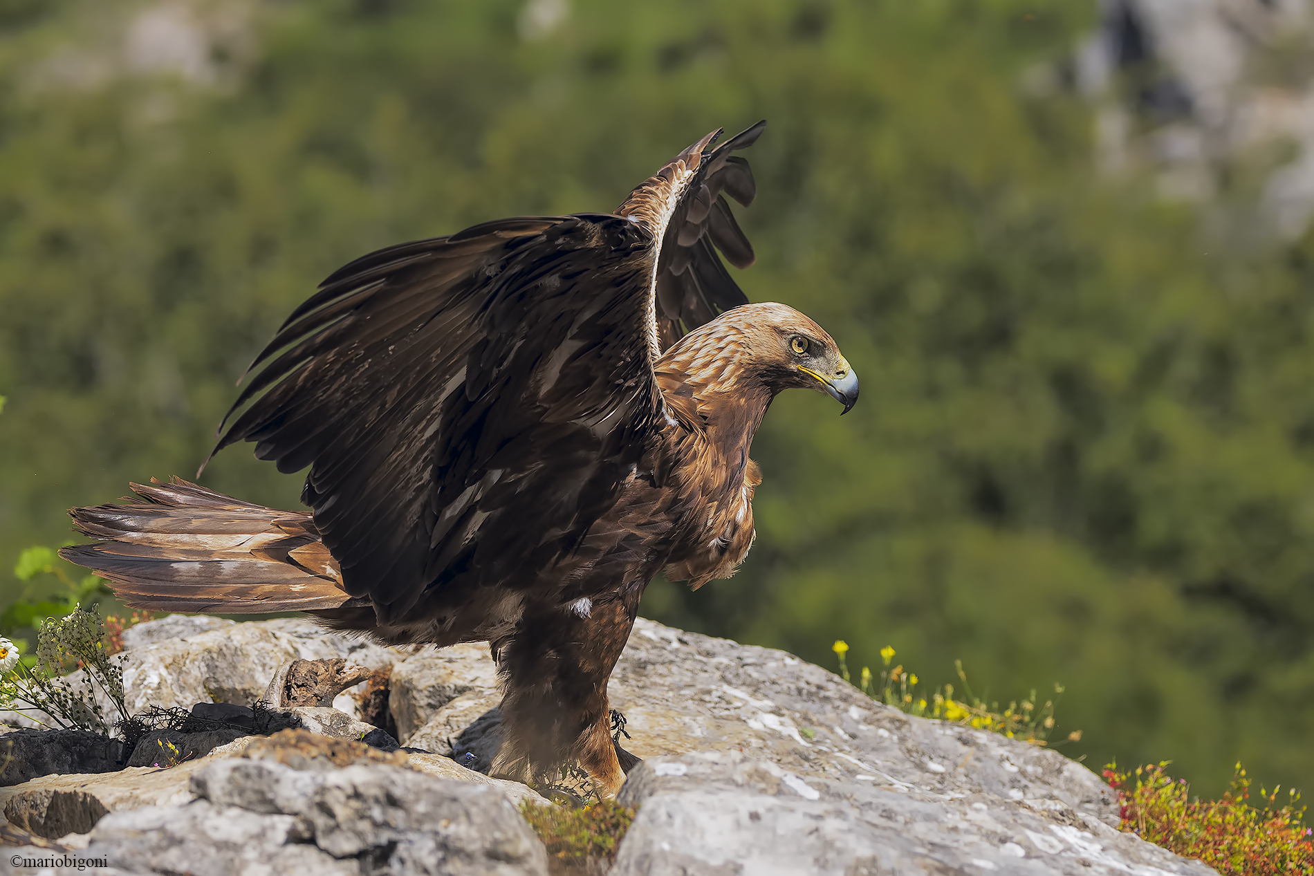Golden eagle
