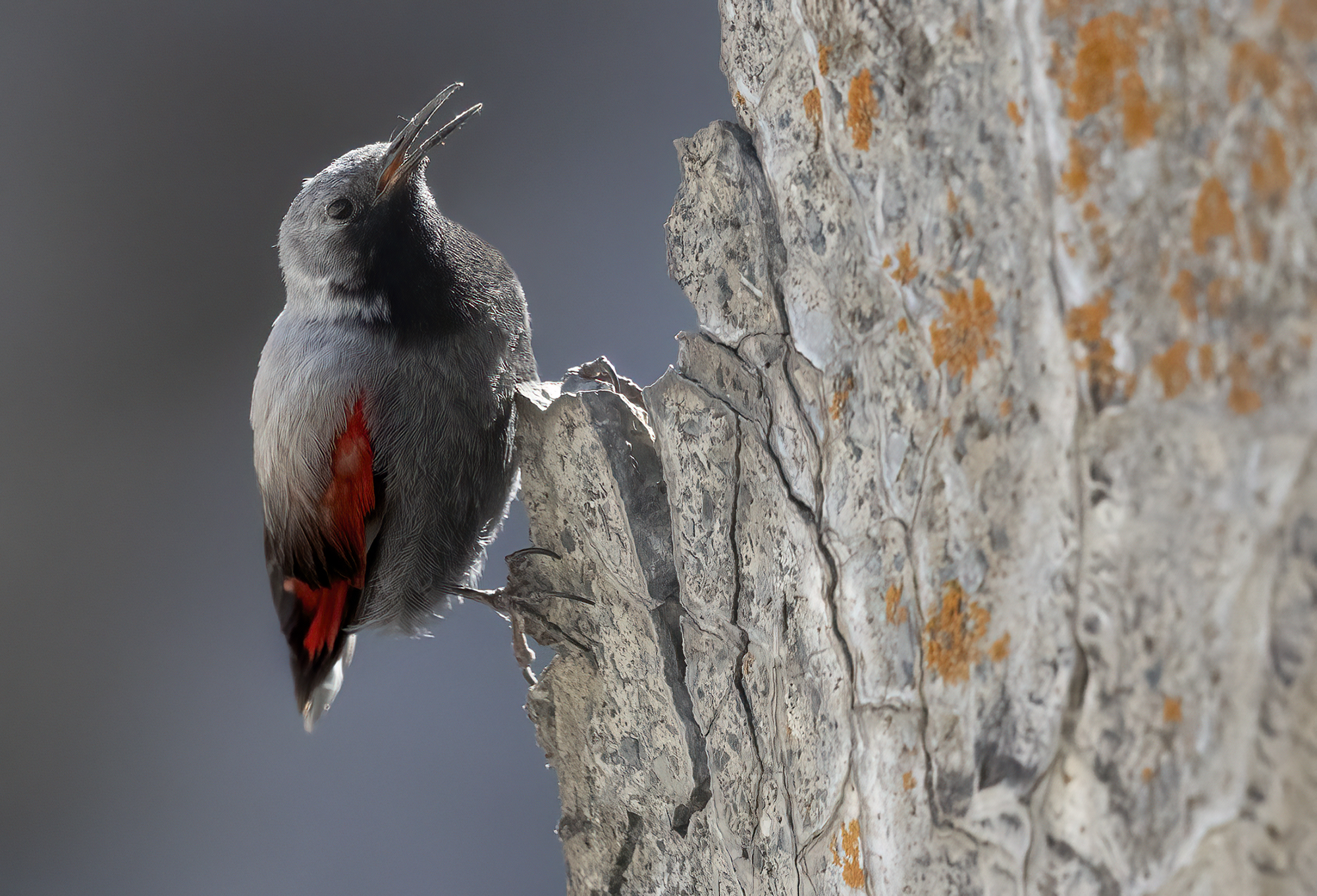 gran rocciatore, picchio muraiolo