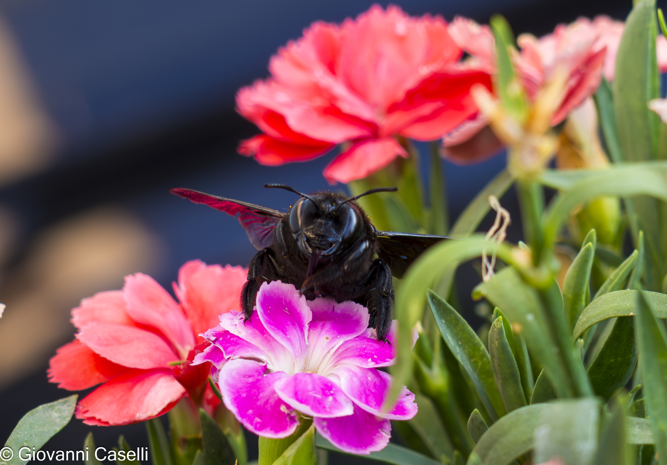 Xylocopa violacea (Ape legnaiola)
