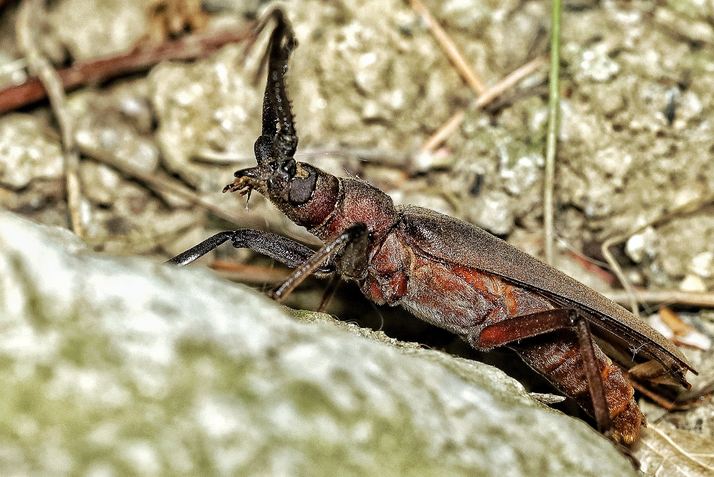 Aegosoma scabricorne _ male