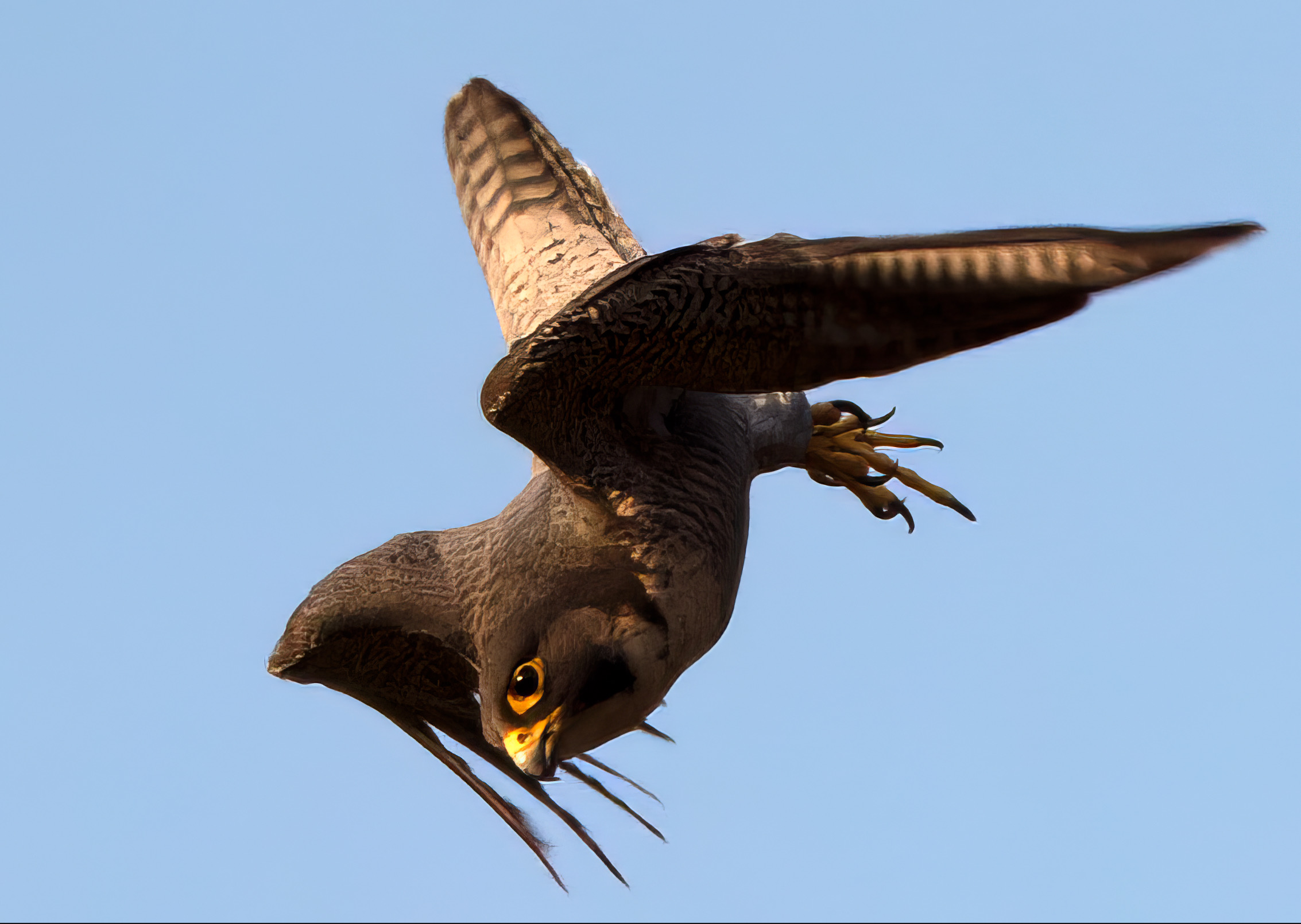 Peregrine