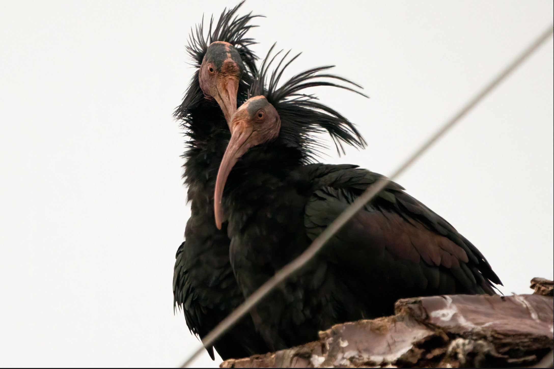 Ibis Hermit