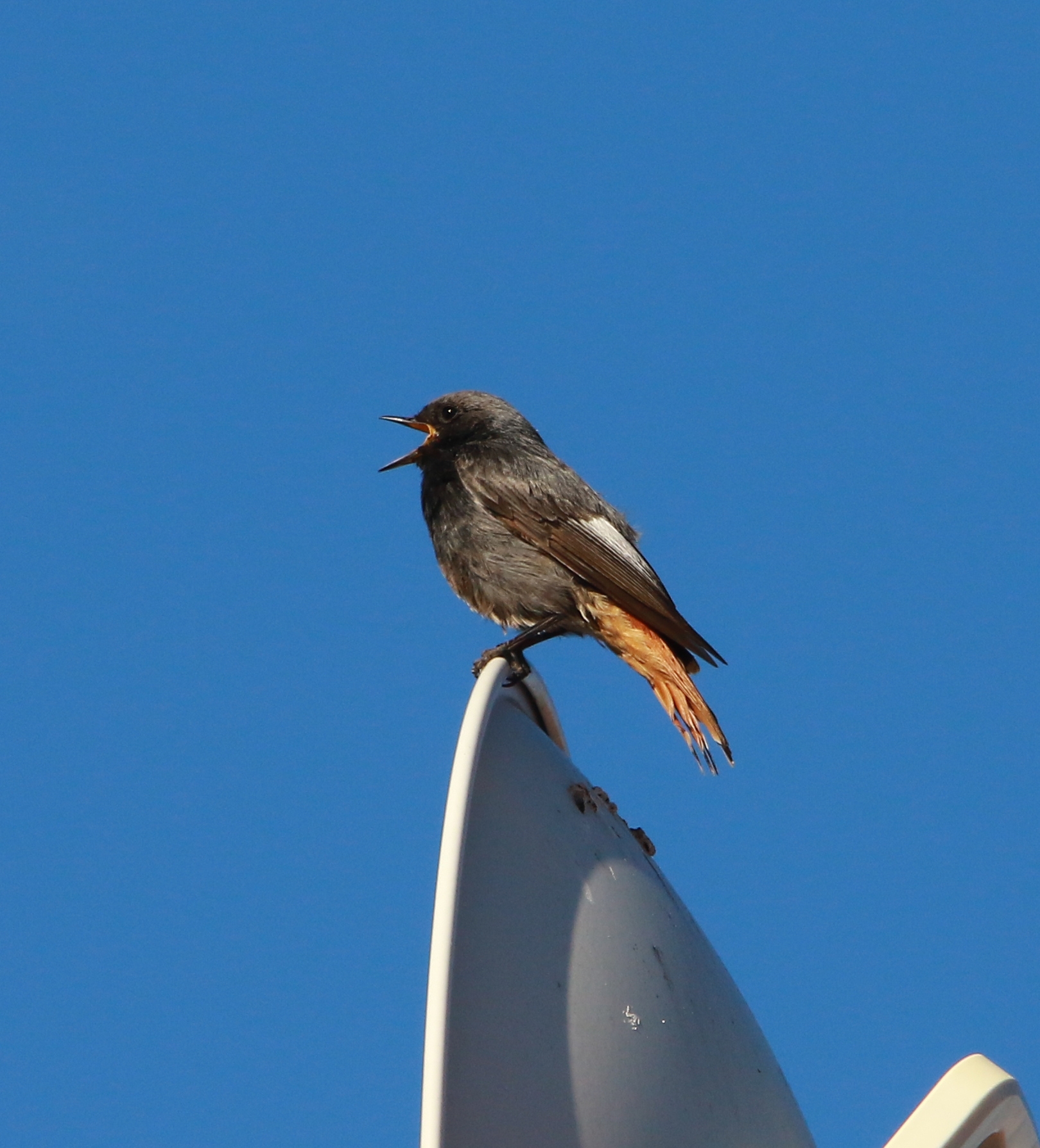 Redstart Male chimney sweep while singing 1/04/2023