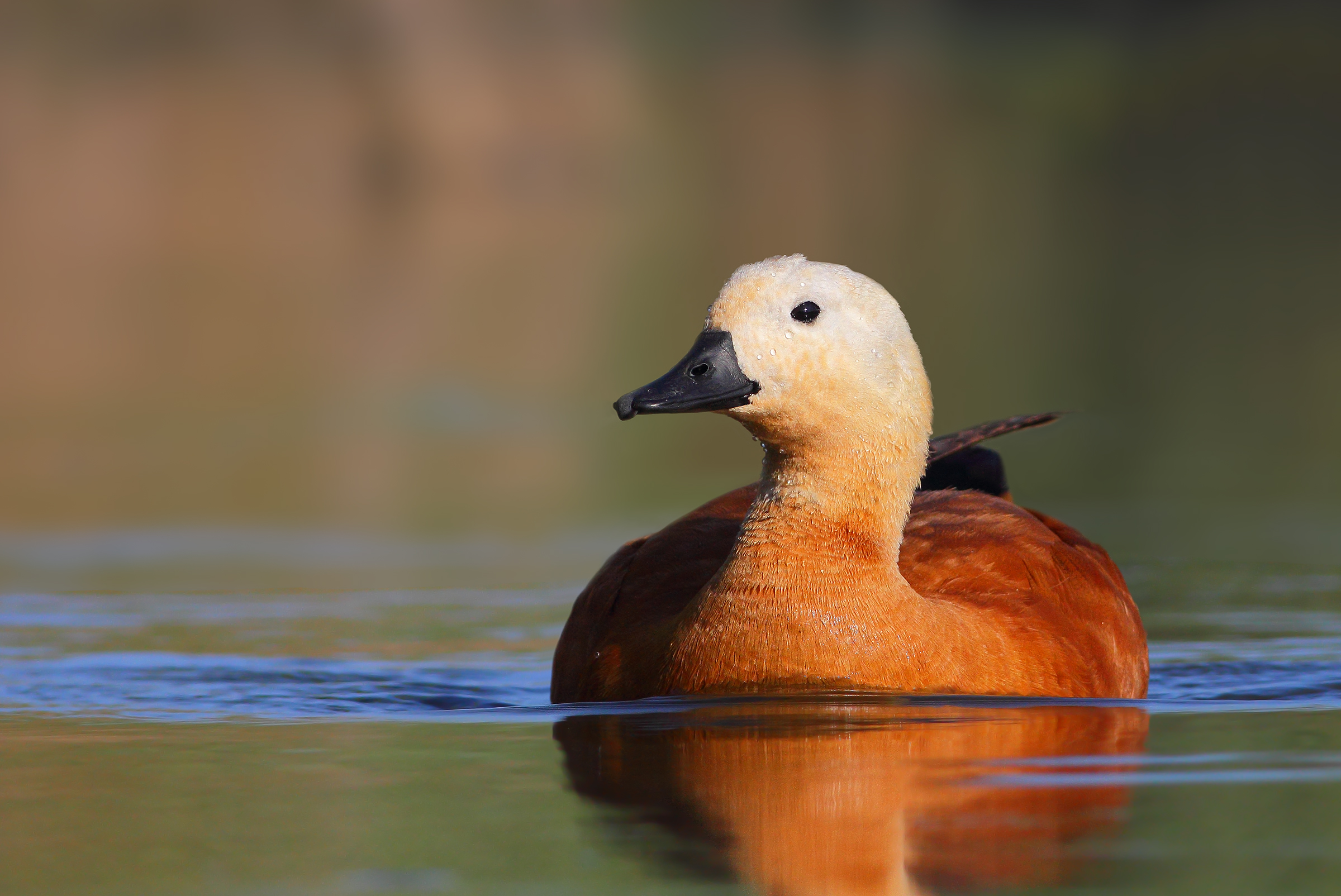 Ruddy shelduck