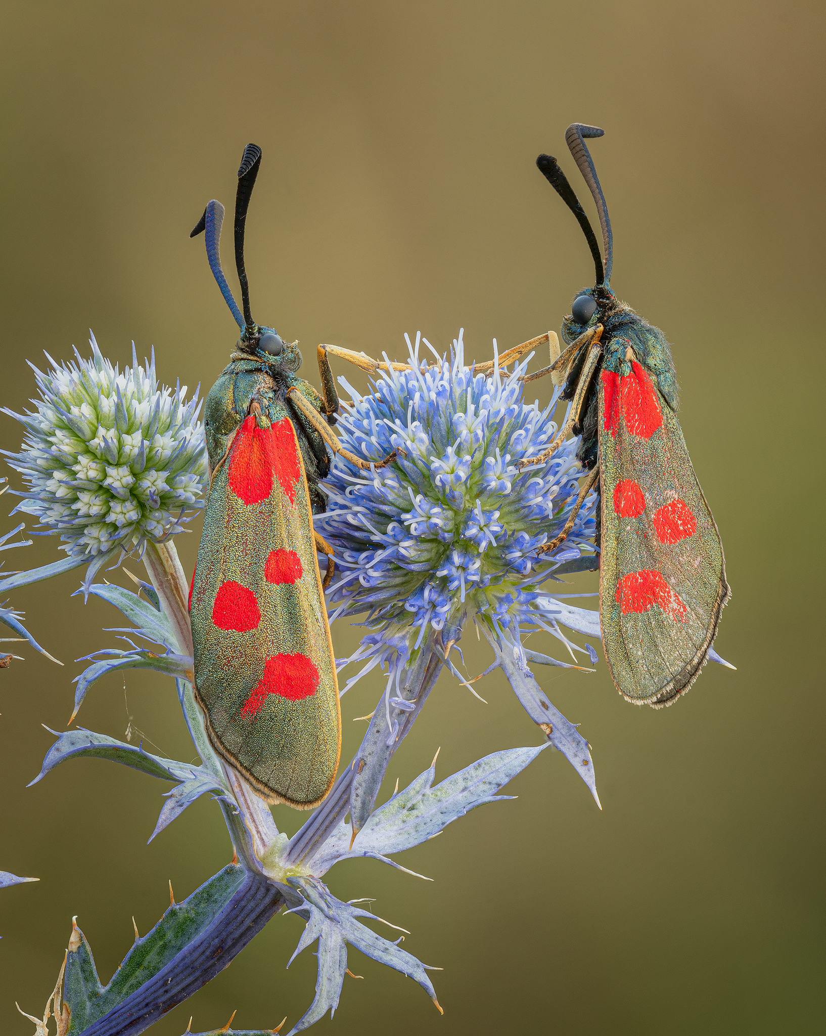 Zygaena