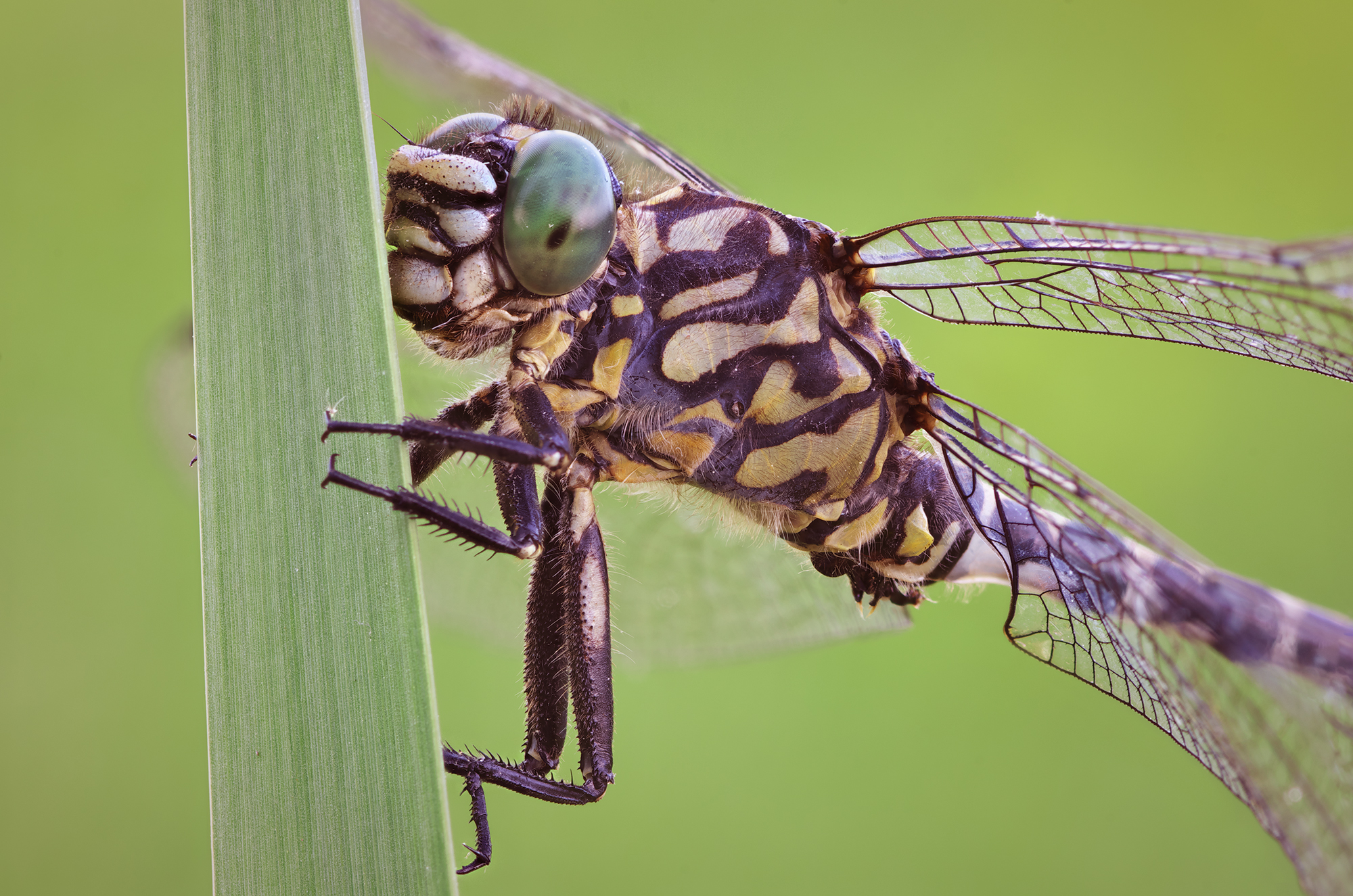 Onychogomphus forcipatus