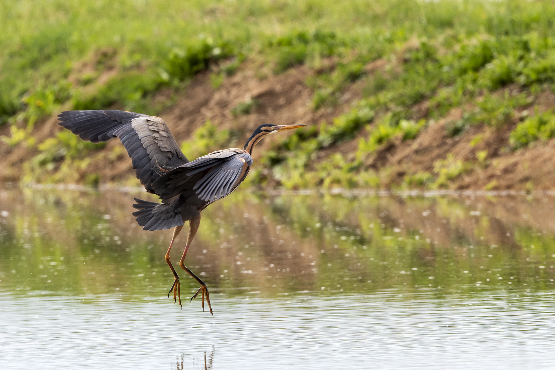 Purple heron