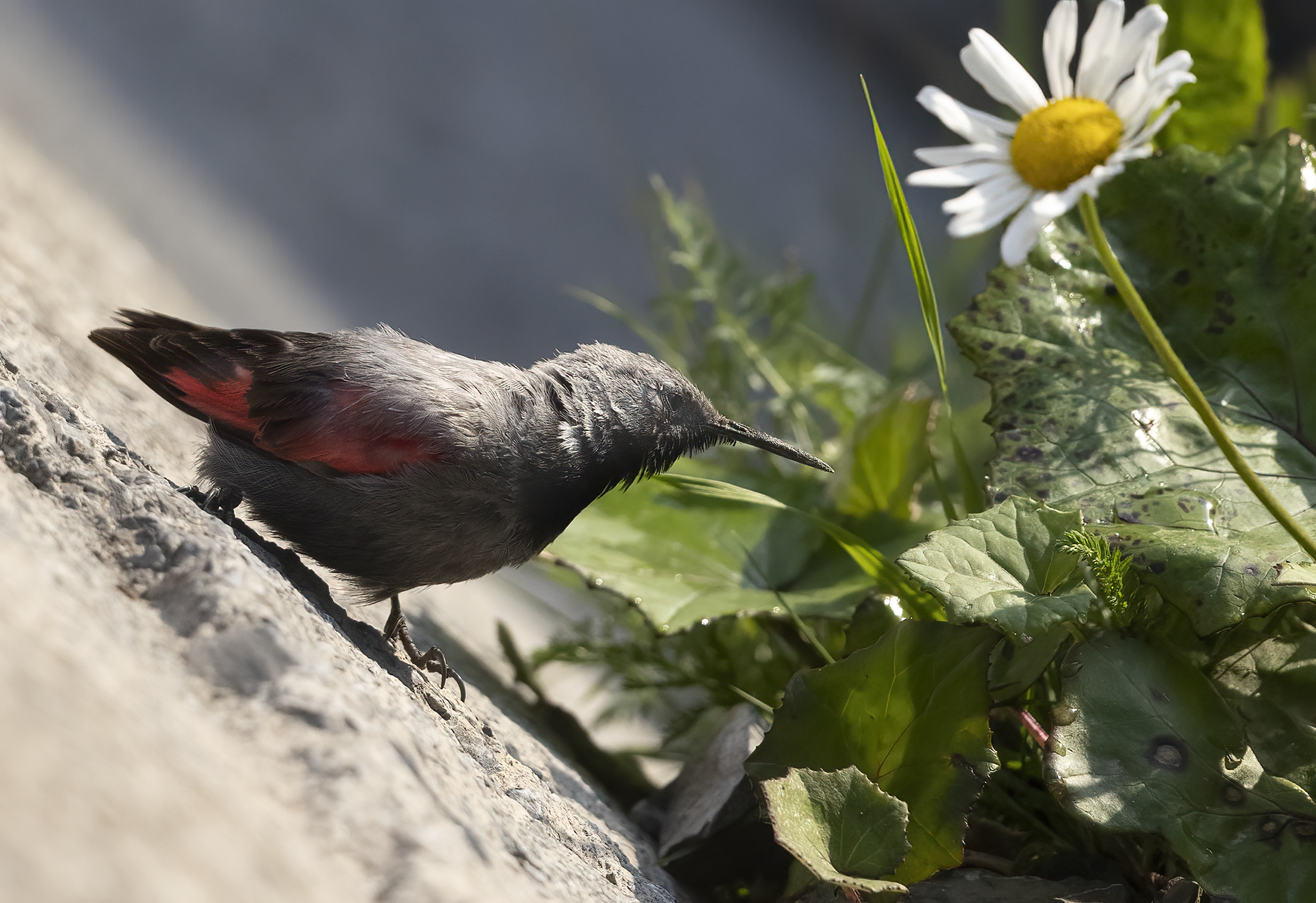 il picchio muraiolo e la margherita
