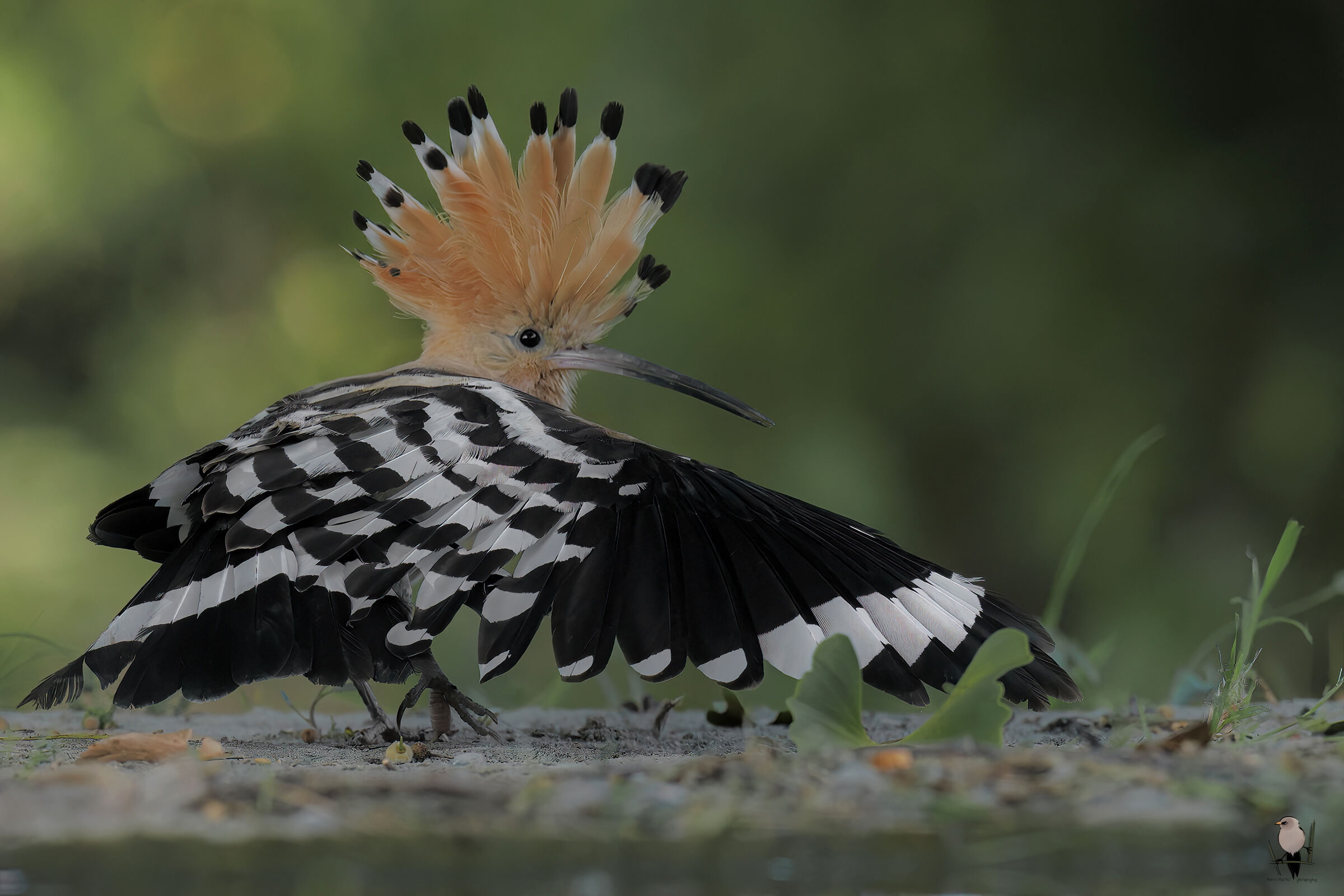 HOOPOE