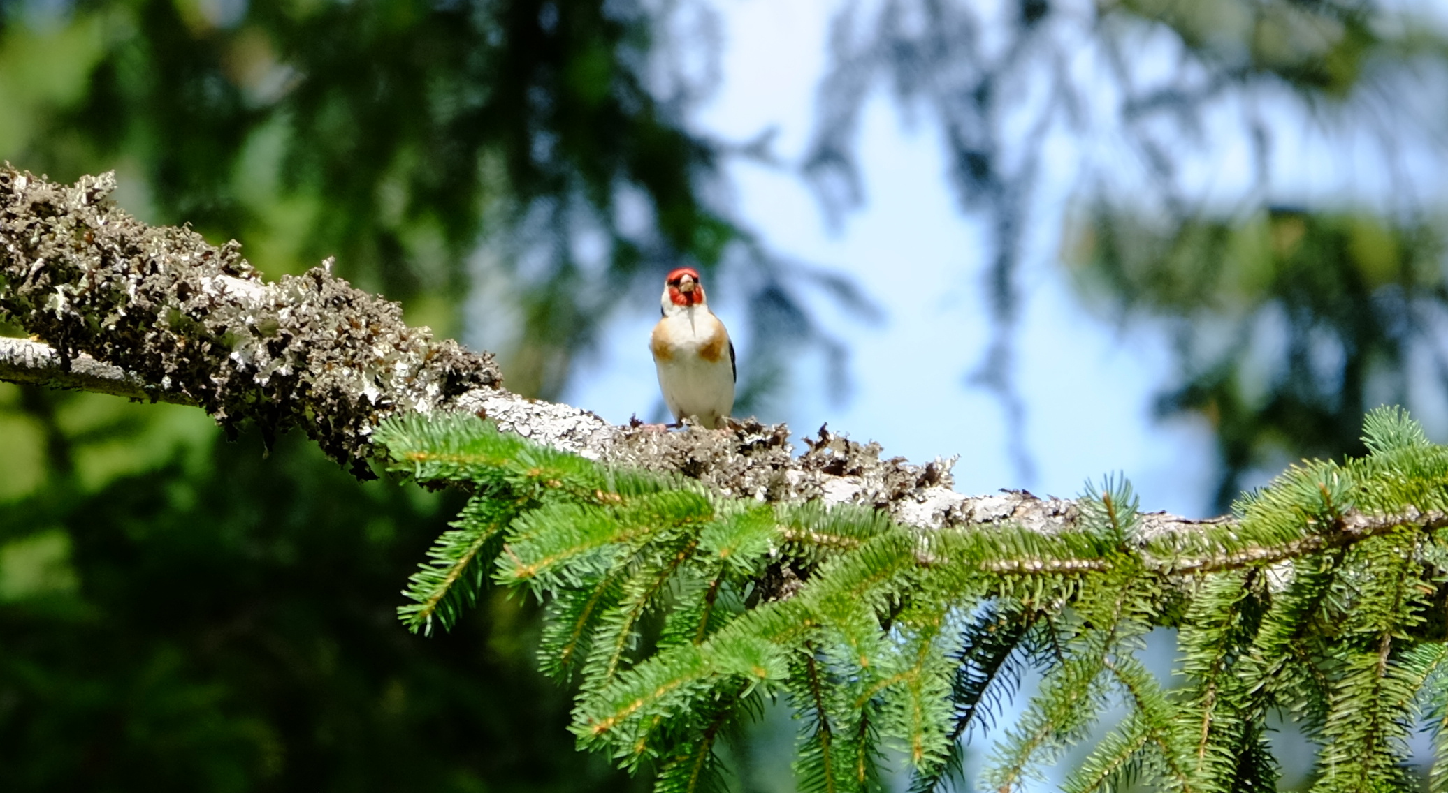 small and mischievous