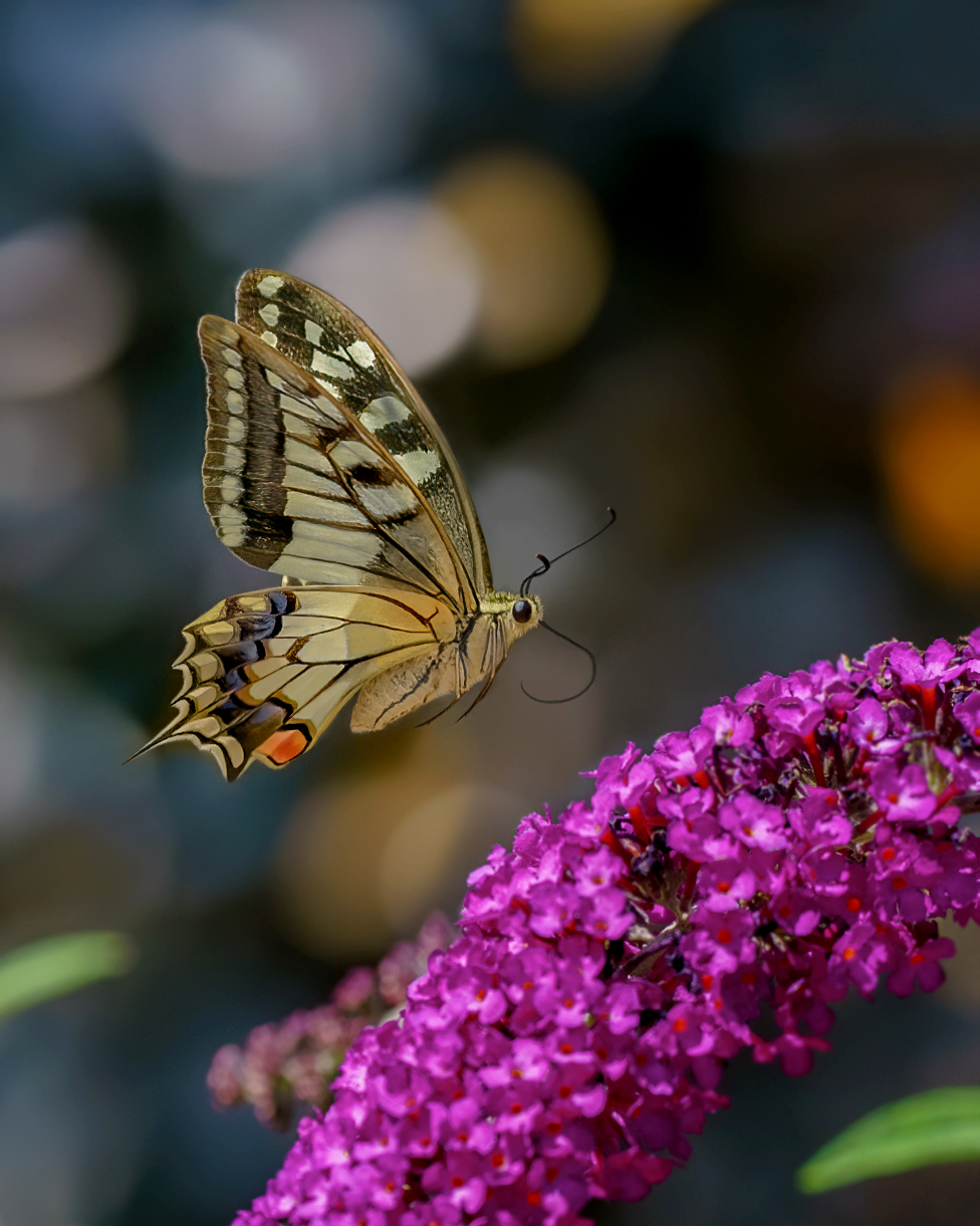 Macaone in volo su fiore di Buddleja