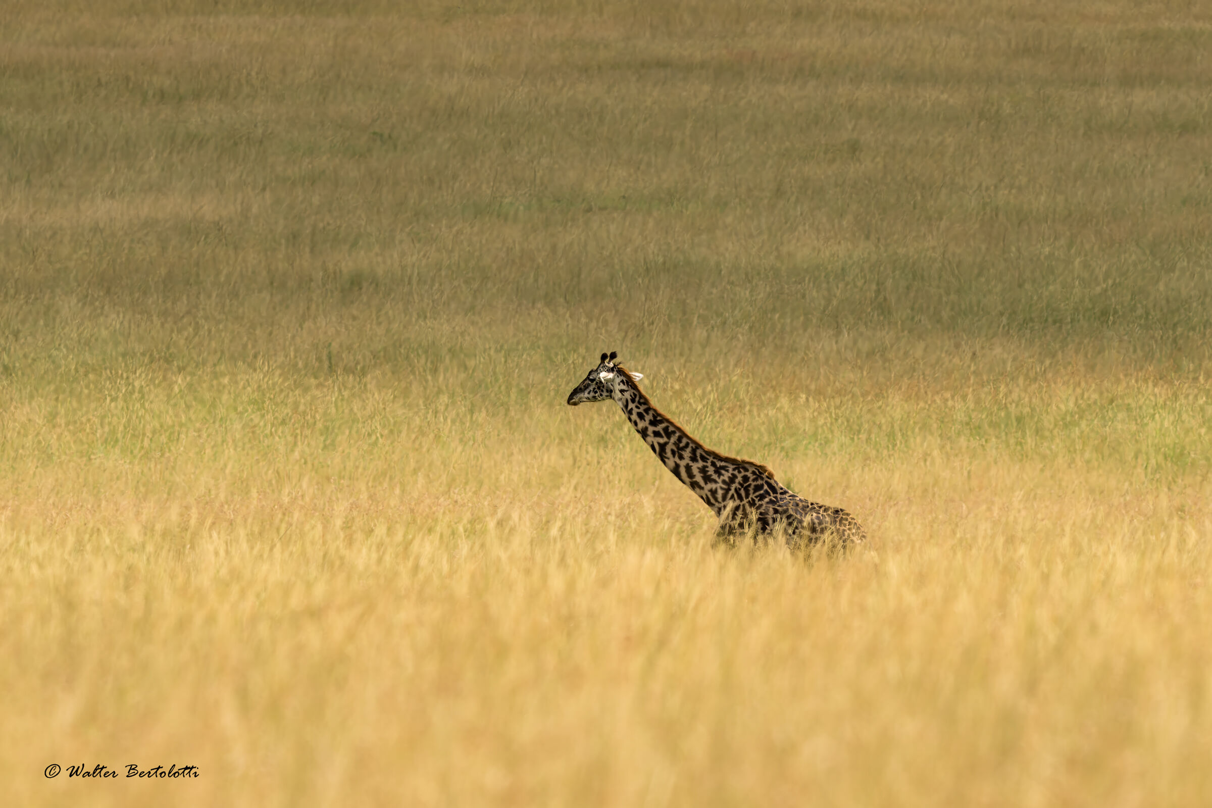 attraverso la savana