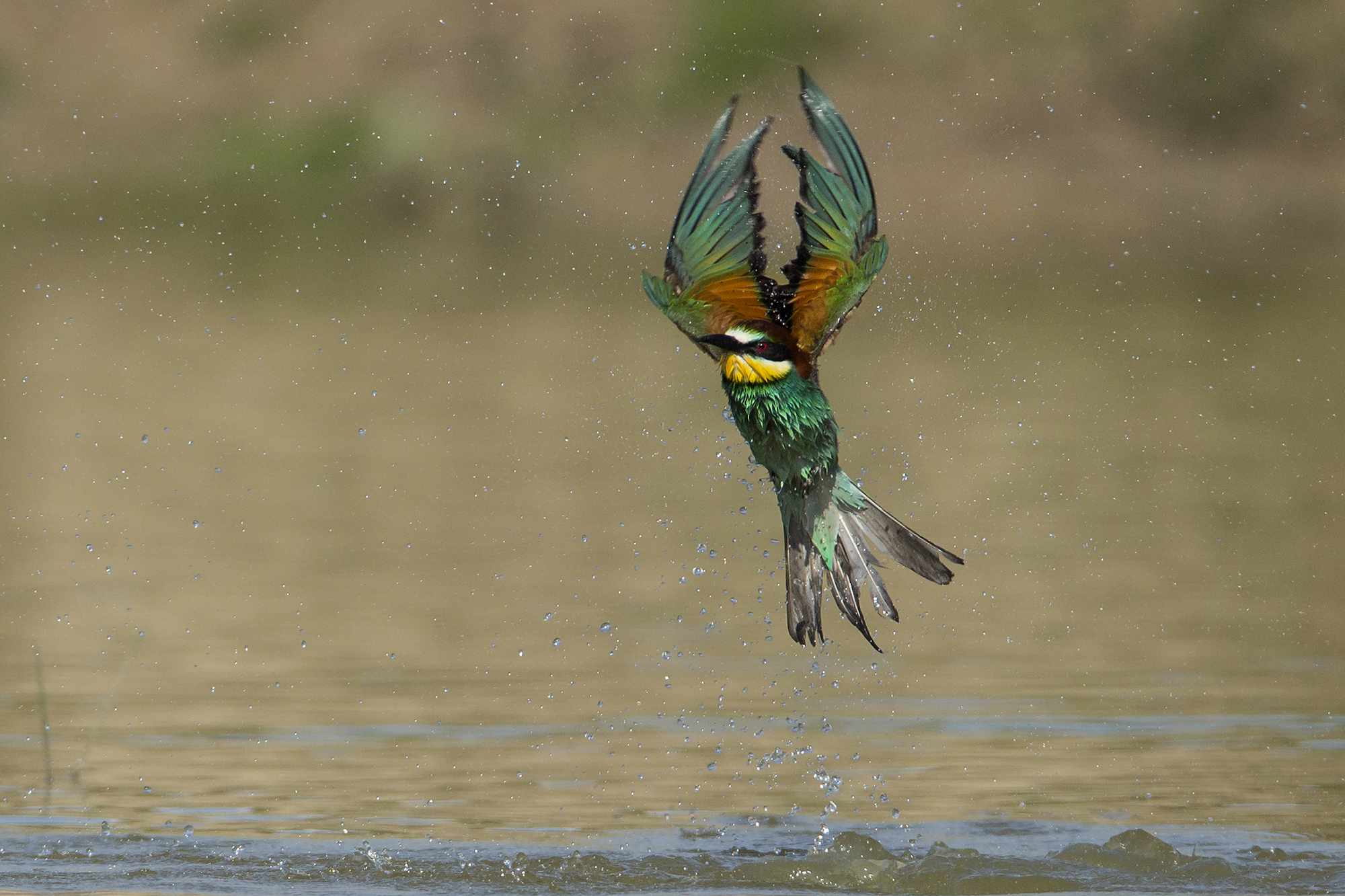 il bagno del Grucione