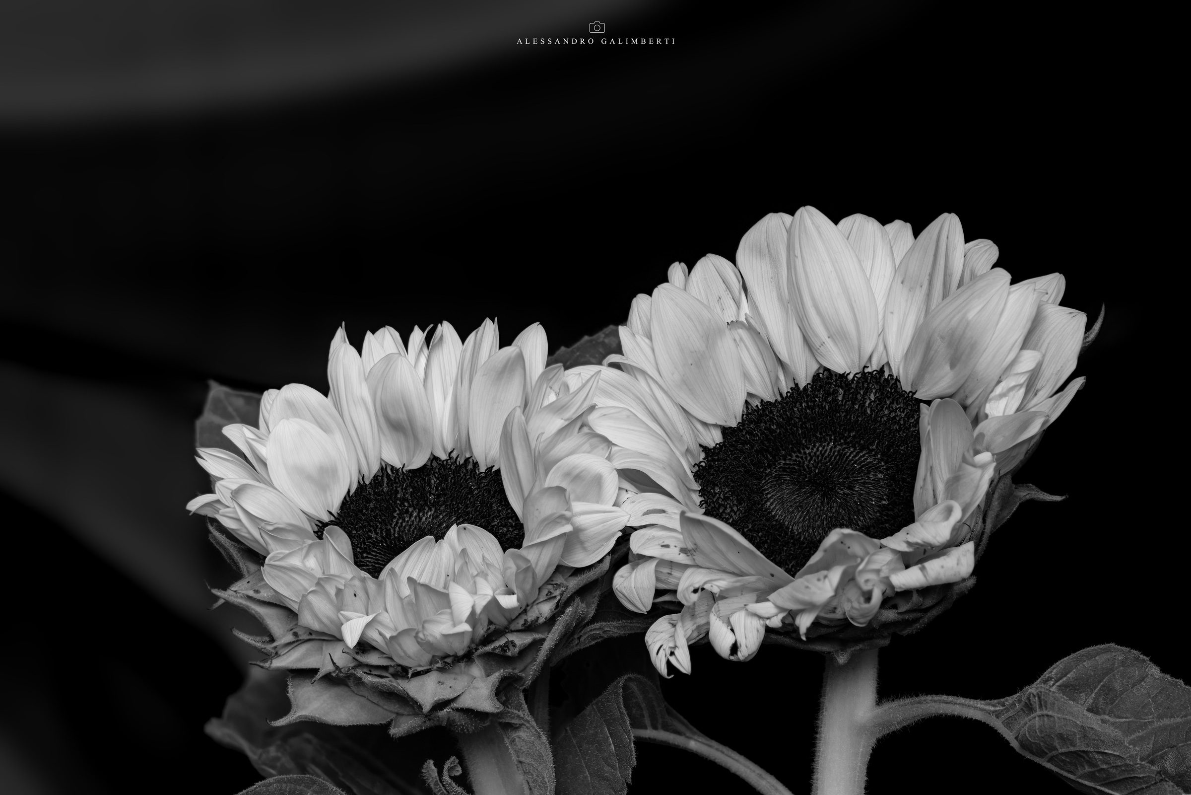Sunflowers BN