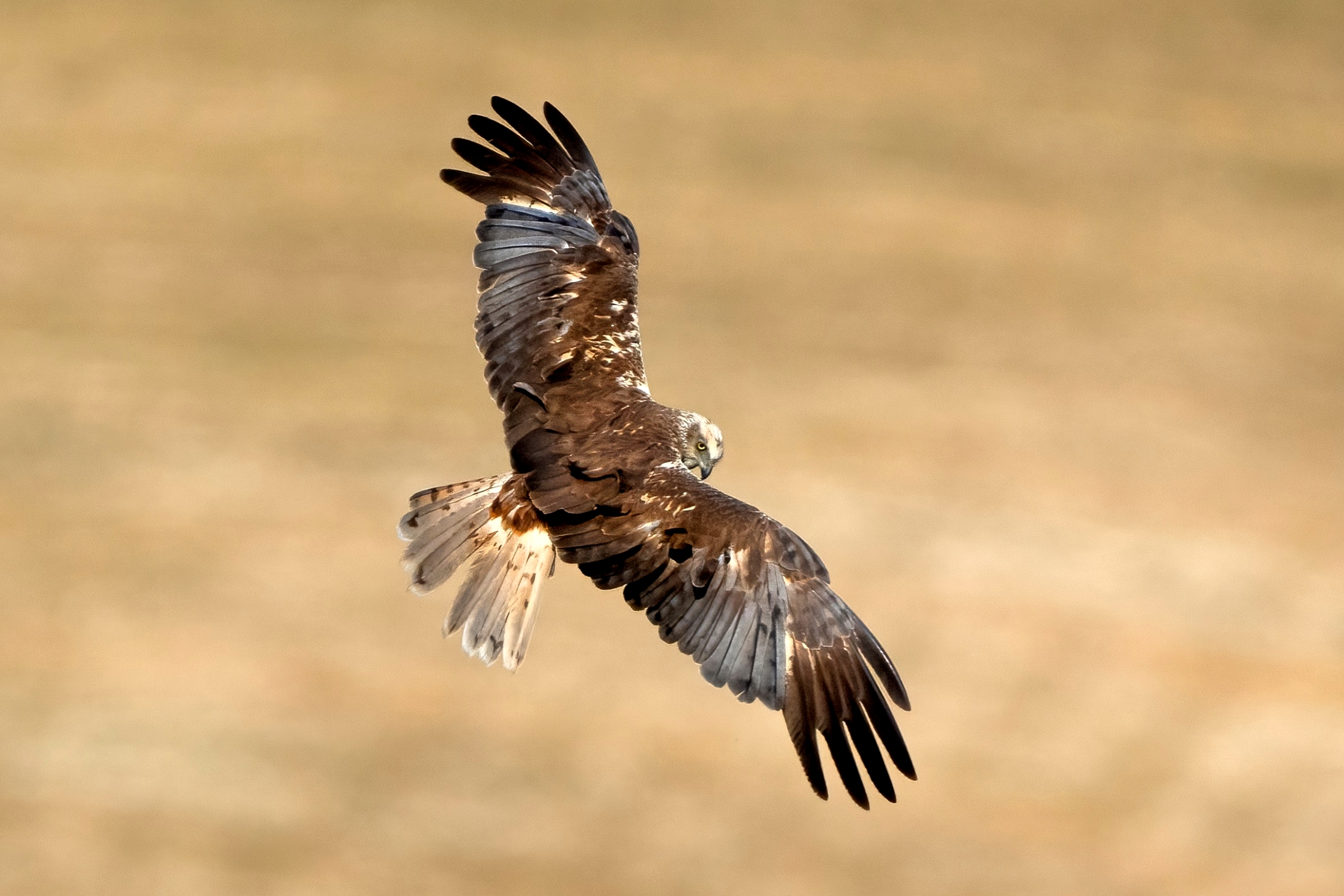 Falco di palude (Circus aeruginosus)