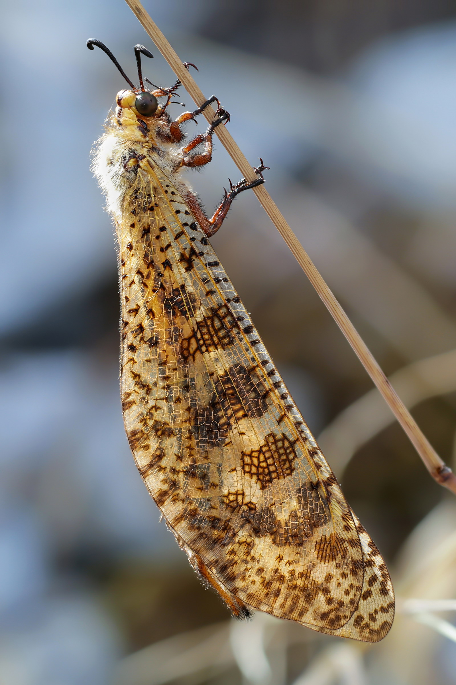 Palpares male dragonflies