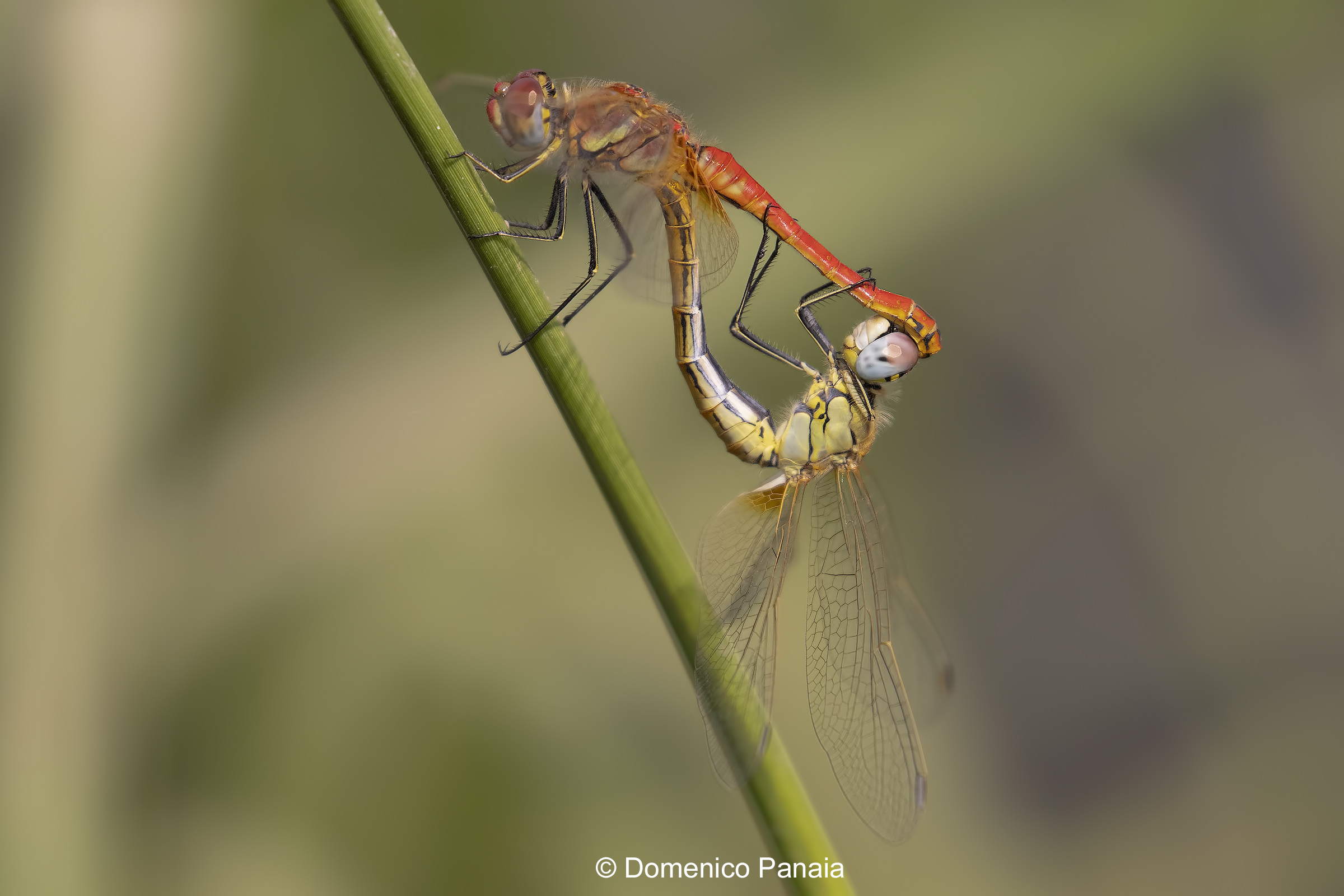 sympetrum fonscolombii
