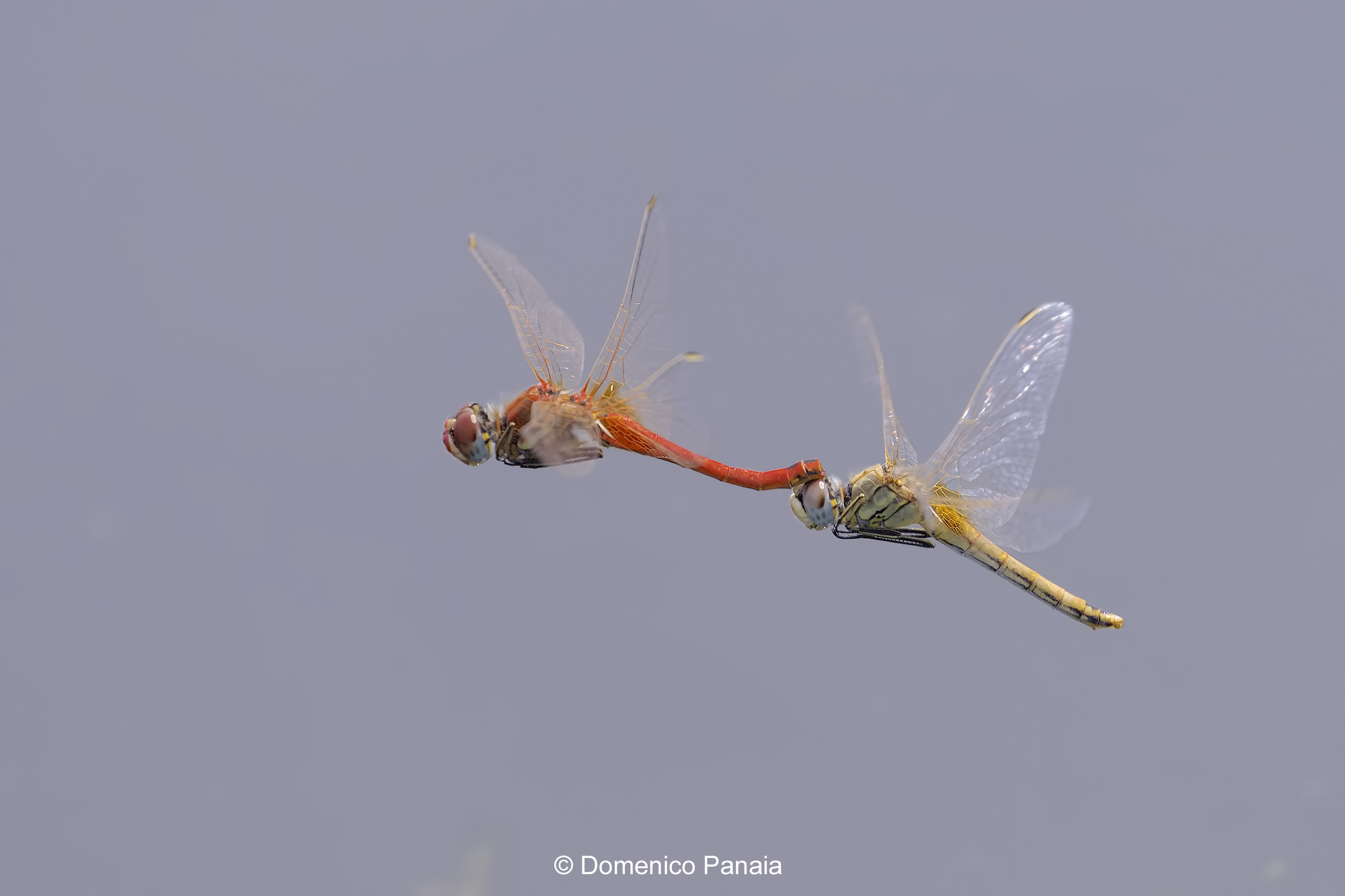 Sympetrum Fonscolombii