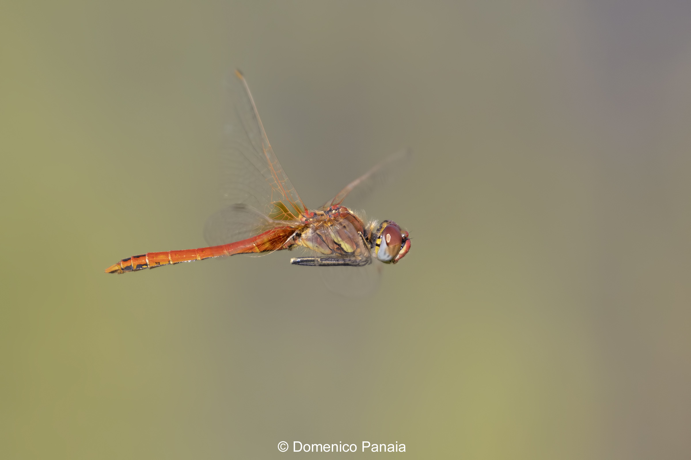 Sympetrum Fonscolombii