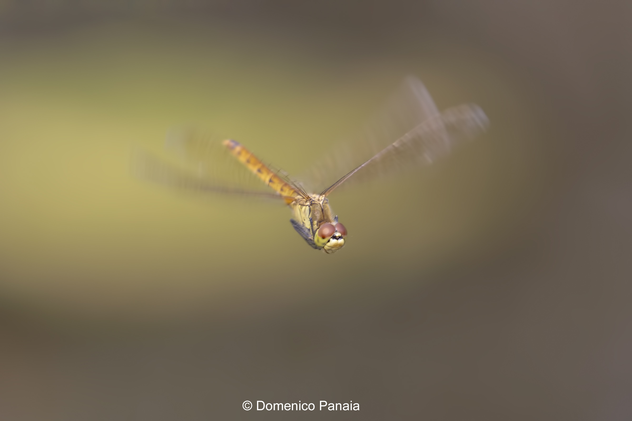 Sympetrum depressiusculum