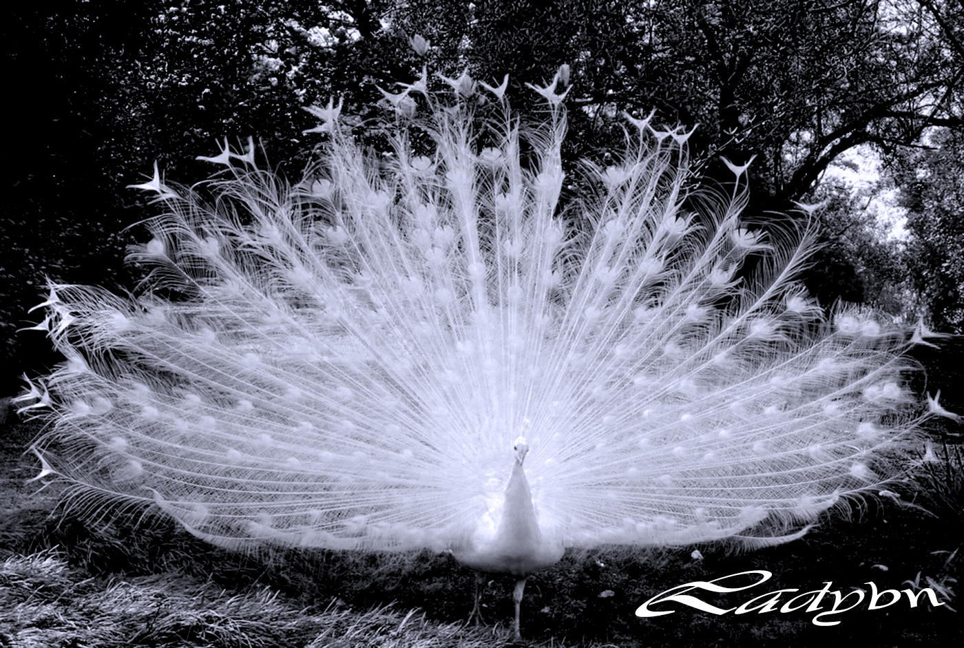 His Highness the peacock