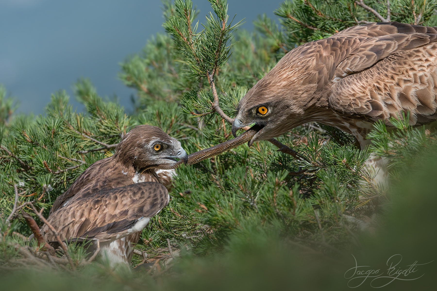Tug of war