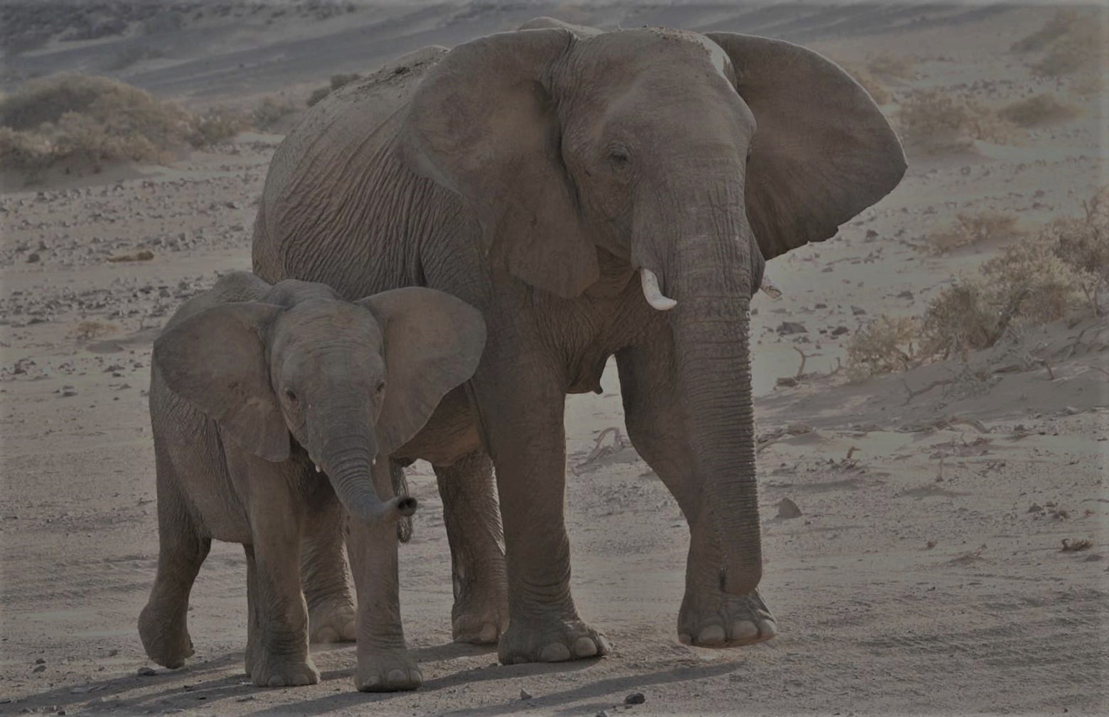 Damaraland, desert elephants