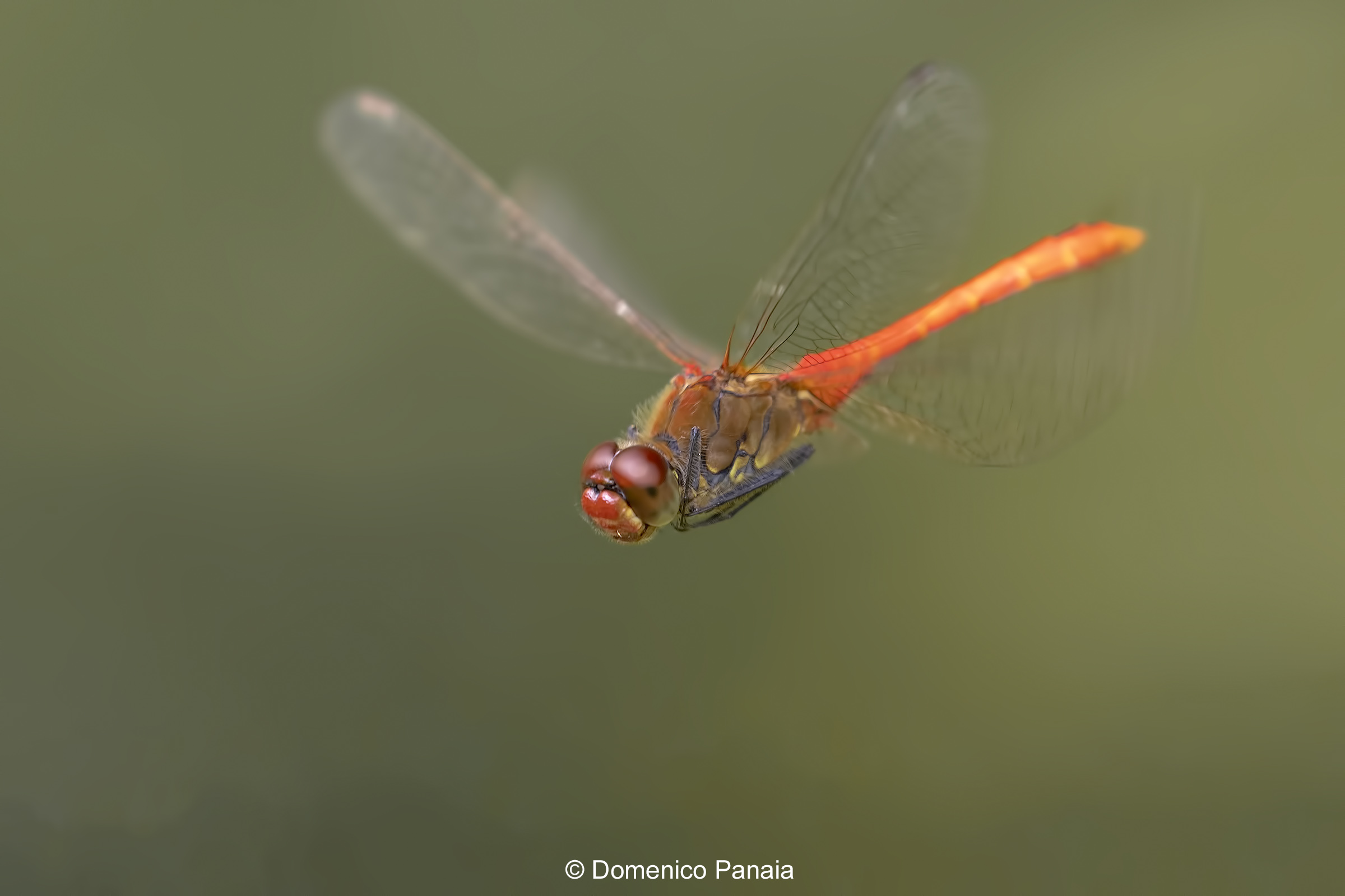 Sympetrum depressiusculum