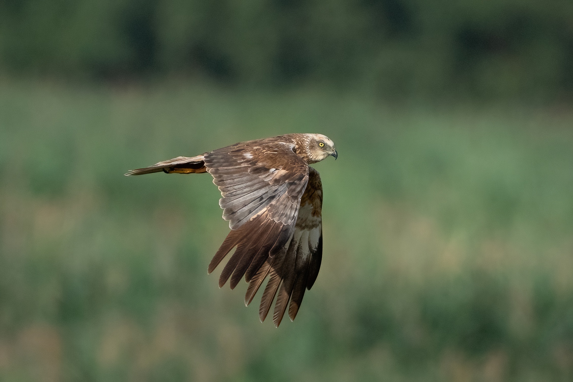 Falco di palude (Circus aeruginosus)