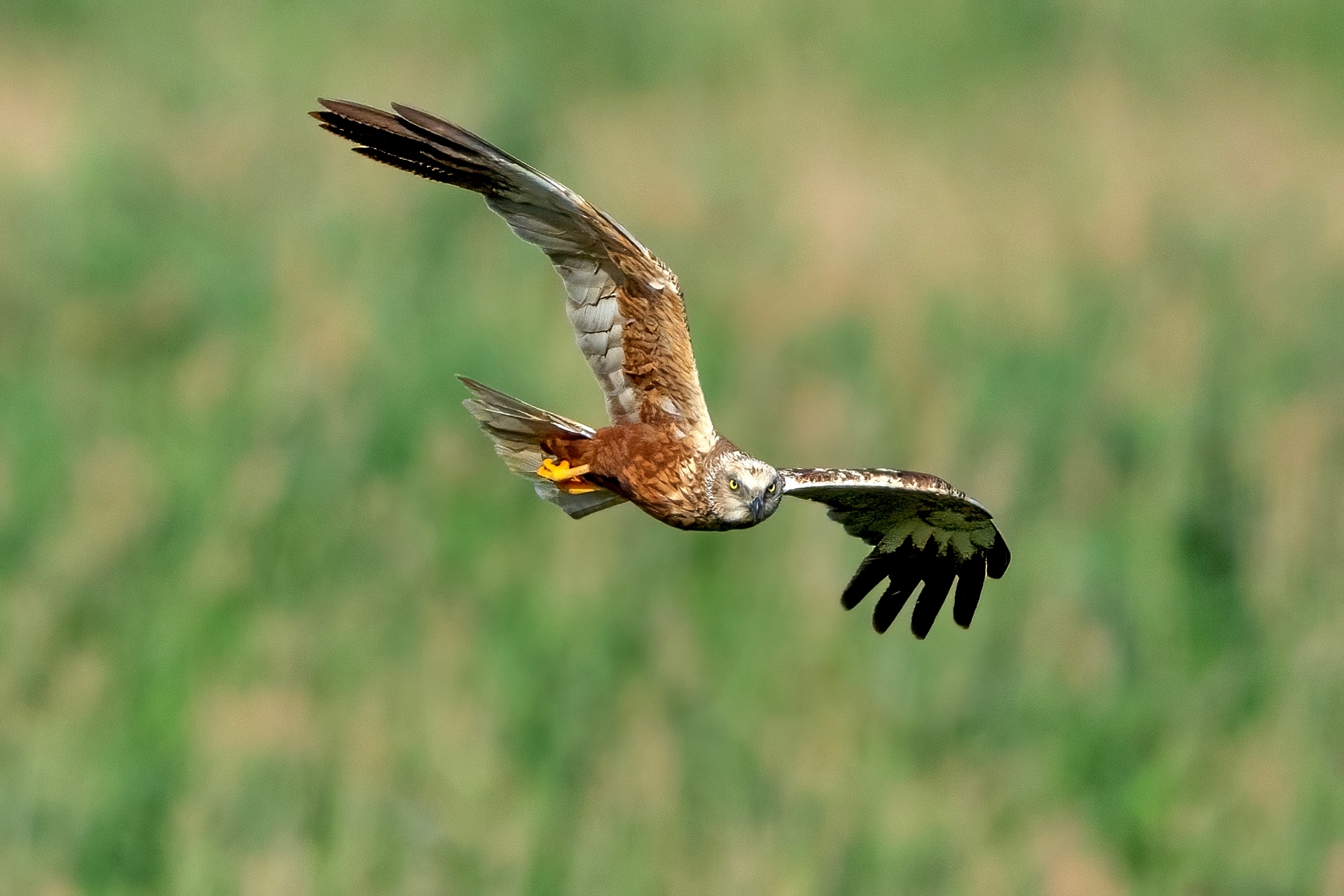 Un bel maschio di Falco di palude (Circus aeruginosus)