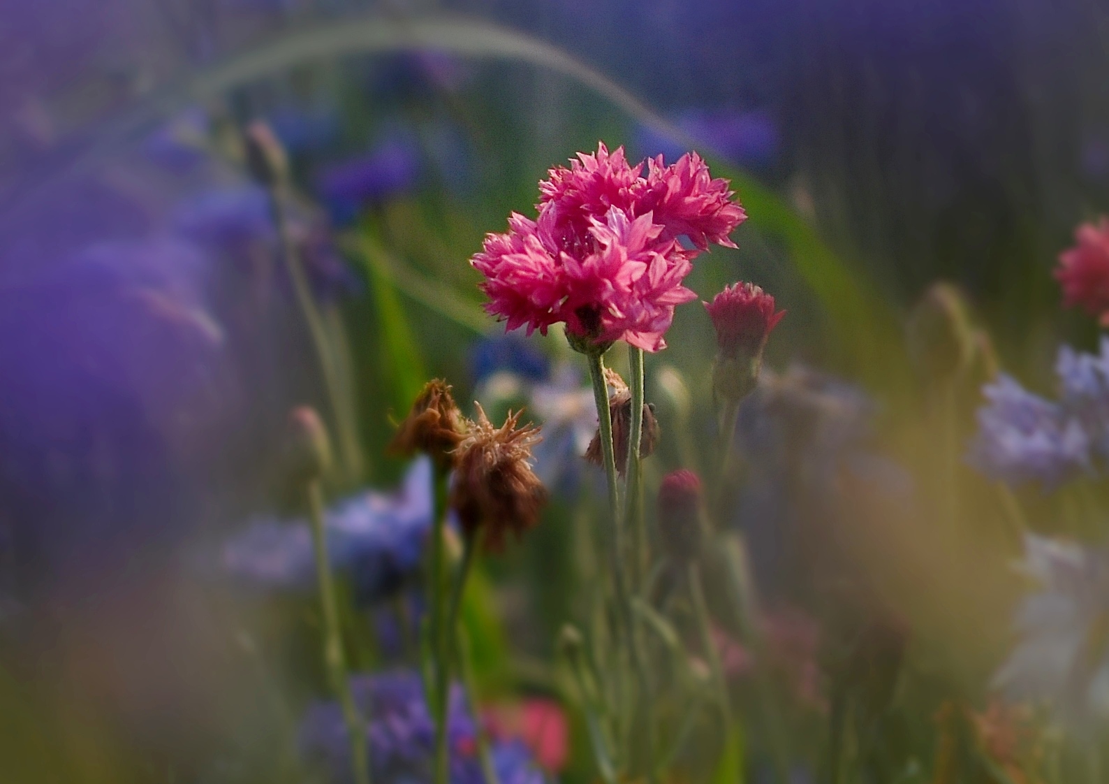 Cornflower out of the chorus!