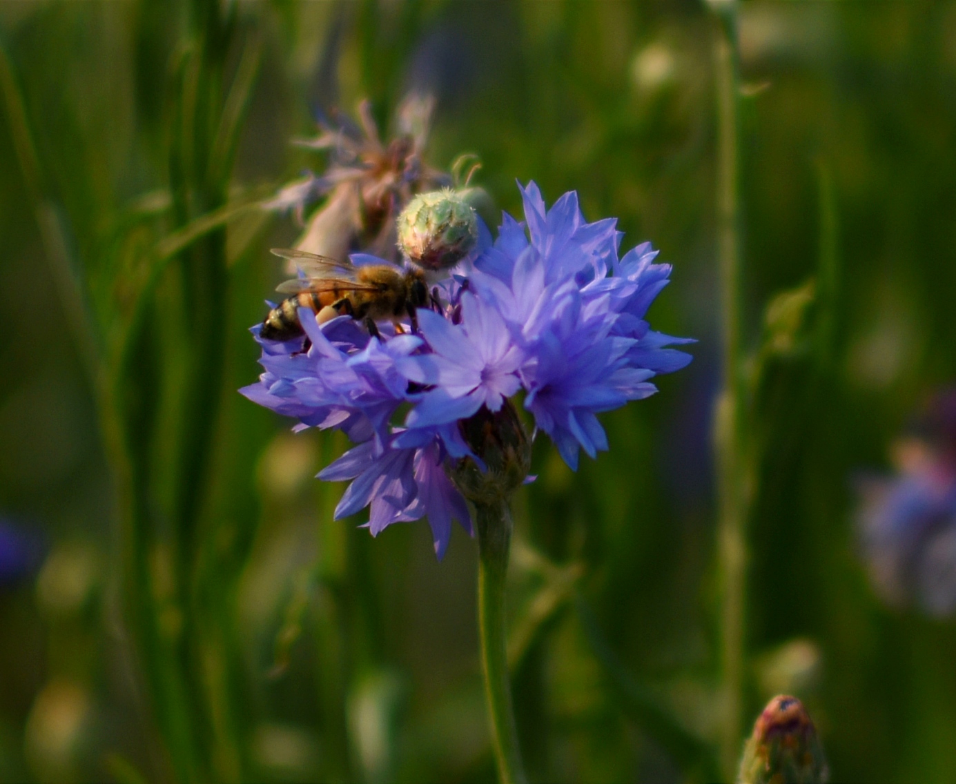 Tasty cornflower!